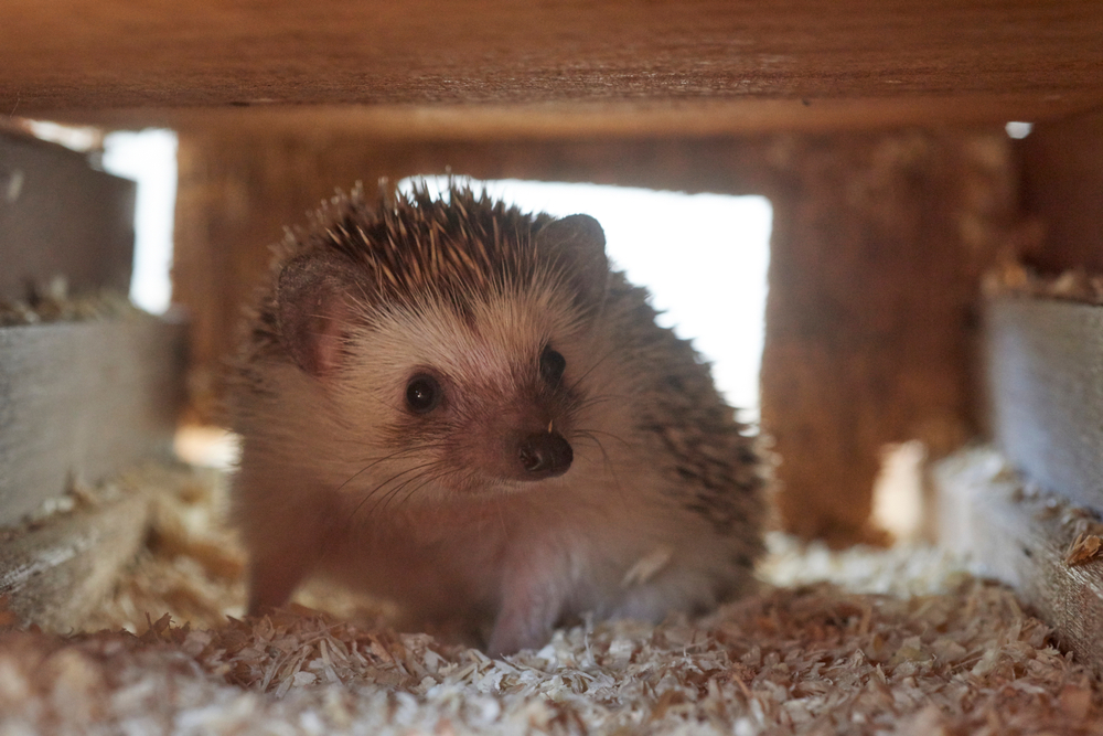 Unveiling the Secret Lives of Pygmy Hedgehogs: The Tiny Exotic Pet Everyone's Talking About