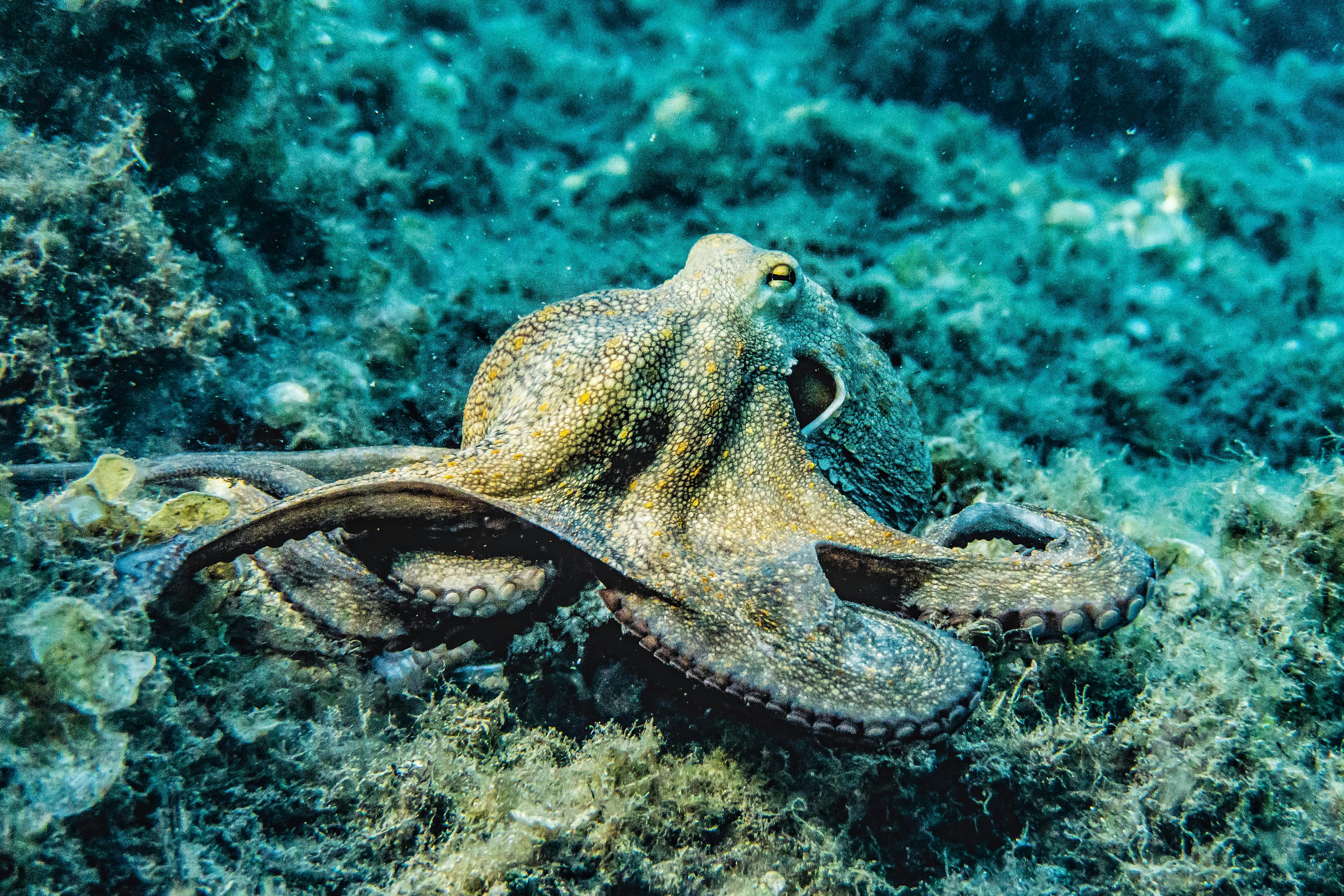 Unmasking the Intelligence of Octopuses: A Deep Dive into Their Unique Behavior and Cognitive Abilities