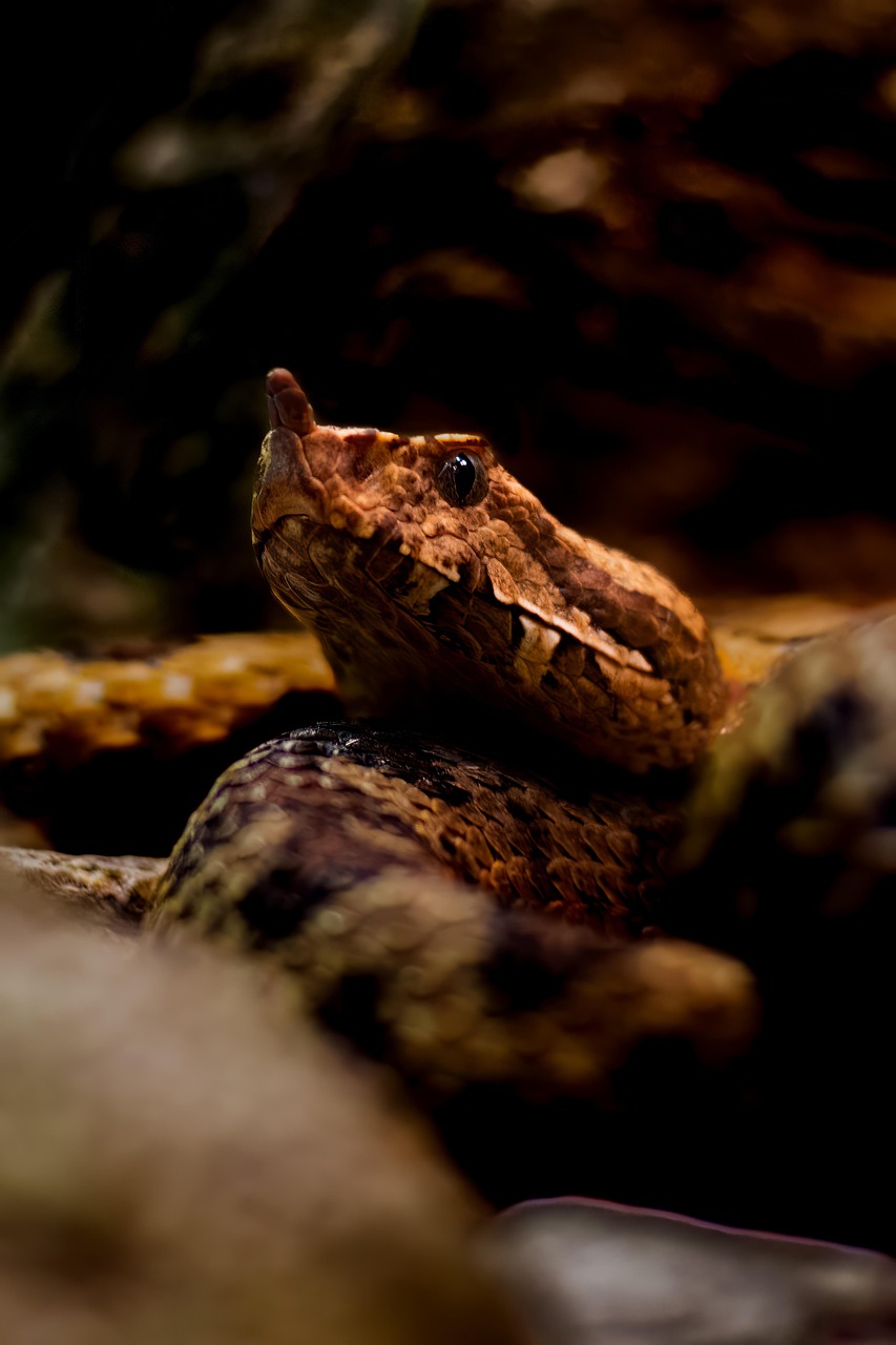 The Peculiar World of Invertebrate Pets: An Emerging Trend in Pet Ownership