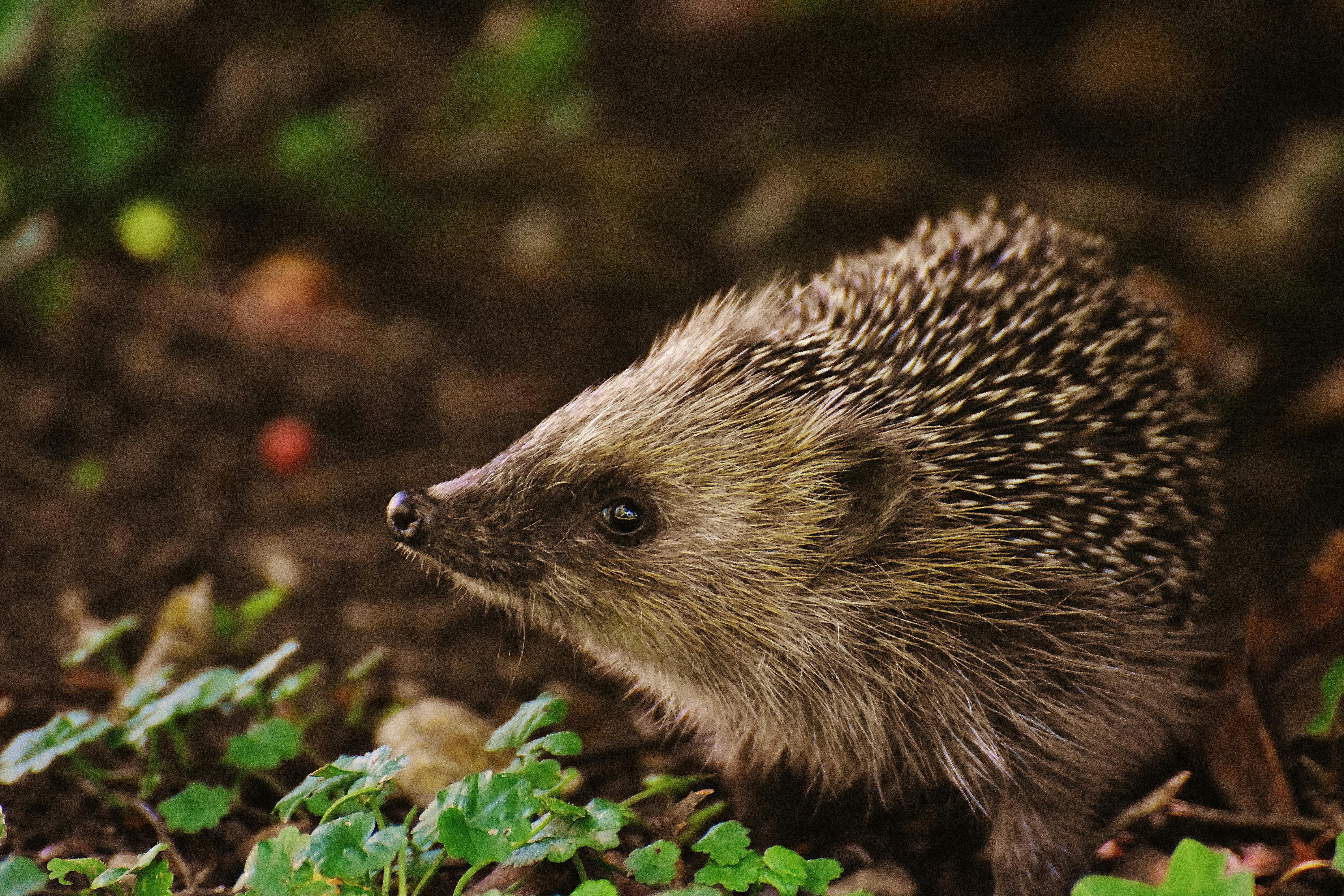 Unraveling the Secret Lives of Pet Hedgehogs