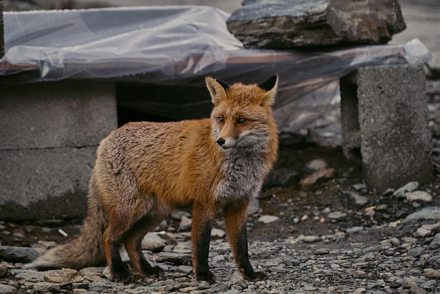 Unveiling the Secret Lives of Urban Foxes: A Wildlife Revolution in Our Midst