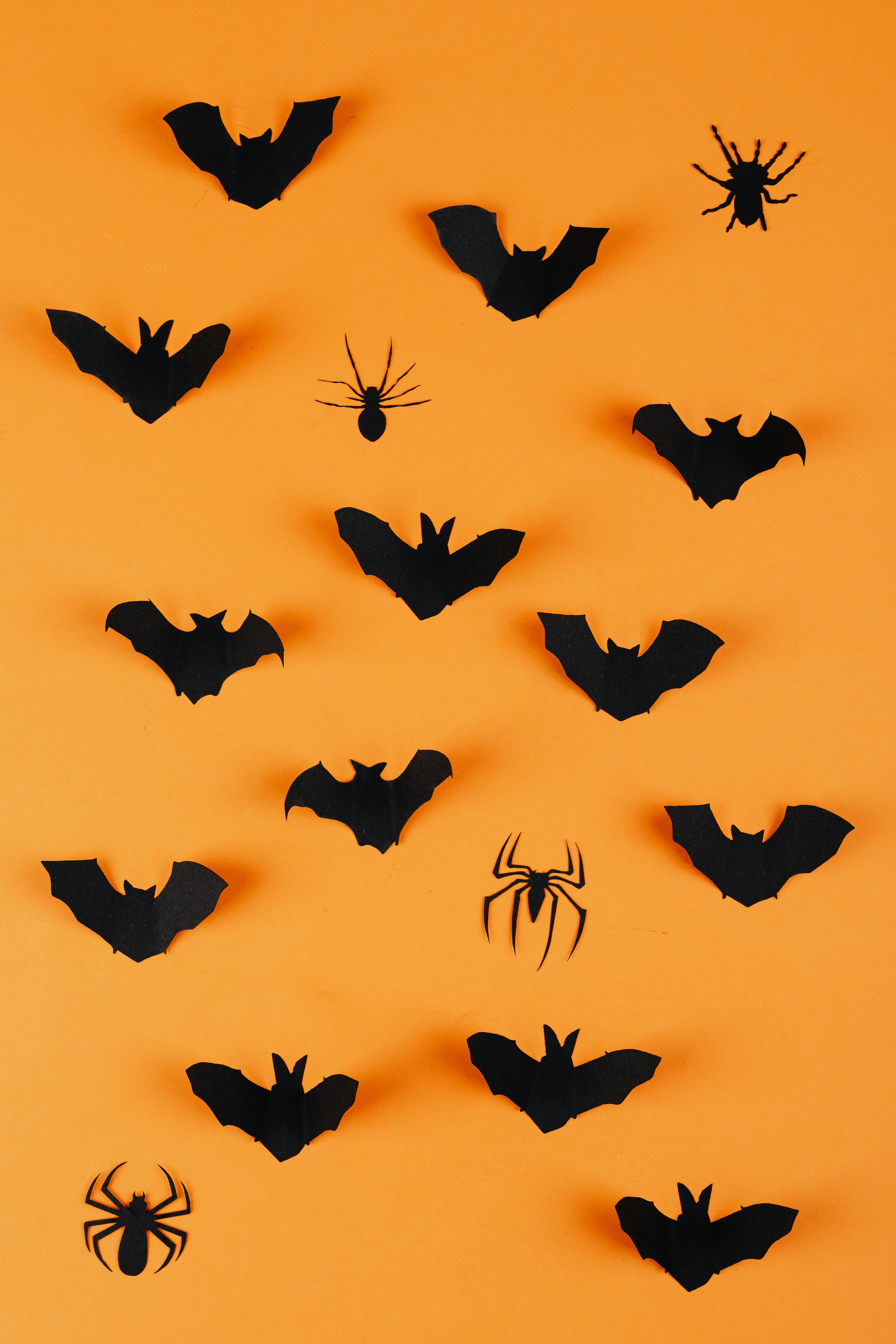 "Decoding the Enigma of Bat Echolocation: An Unseen World Illuminated"