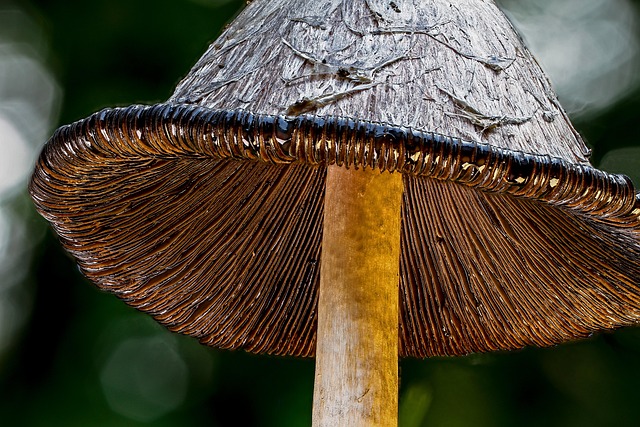 Rote Becherlinge: Entdecken und Erkennen