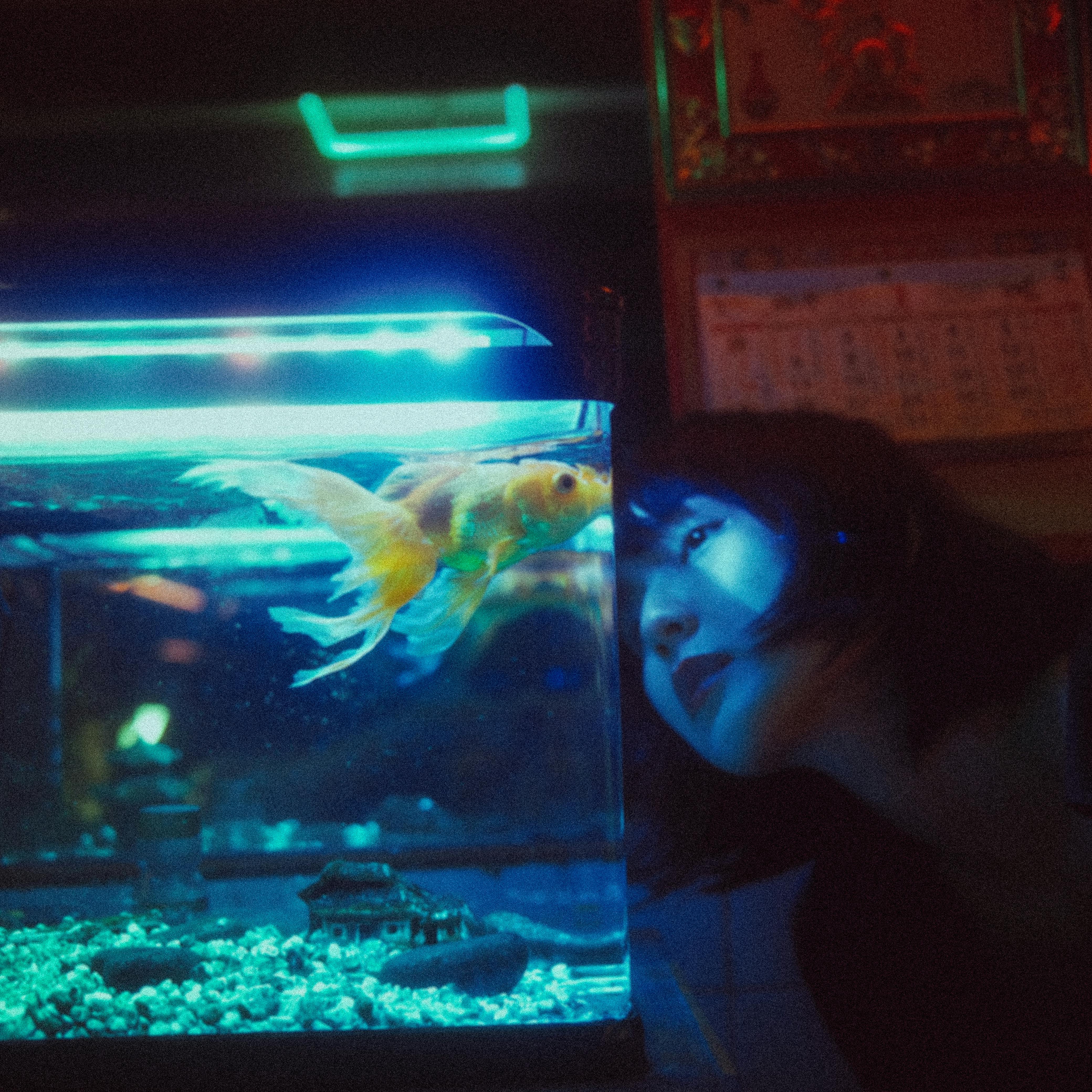 Unveiling the Unique World of Marine Pets: Unconventional Companions for Aquatic Enthusiasts