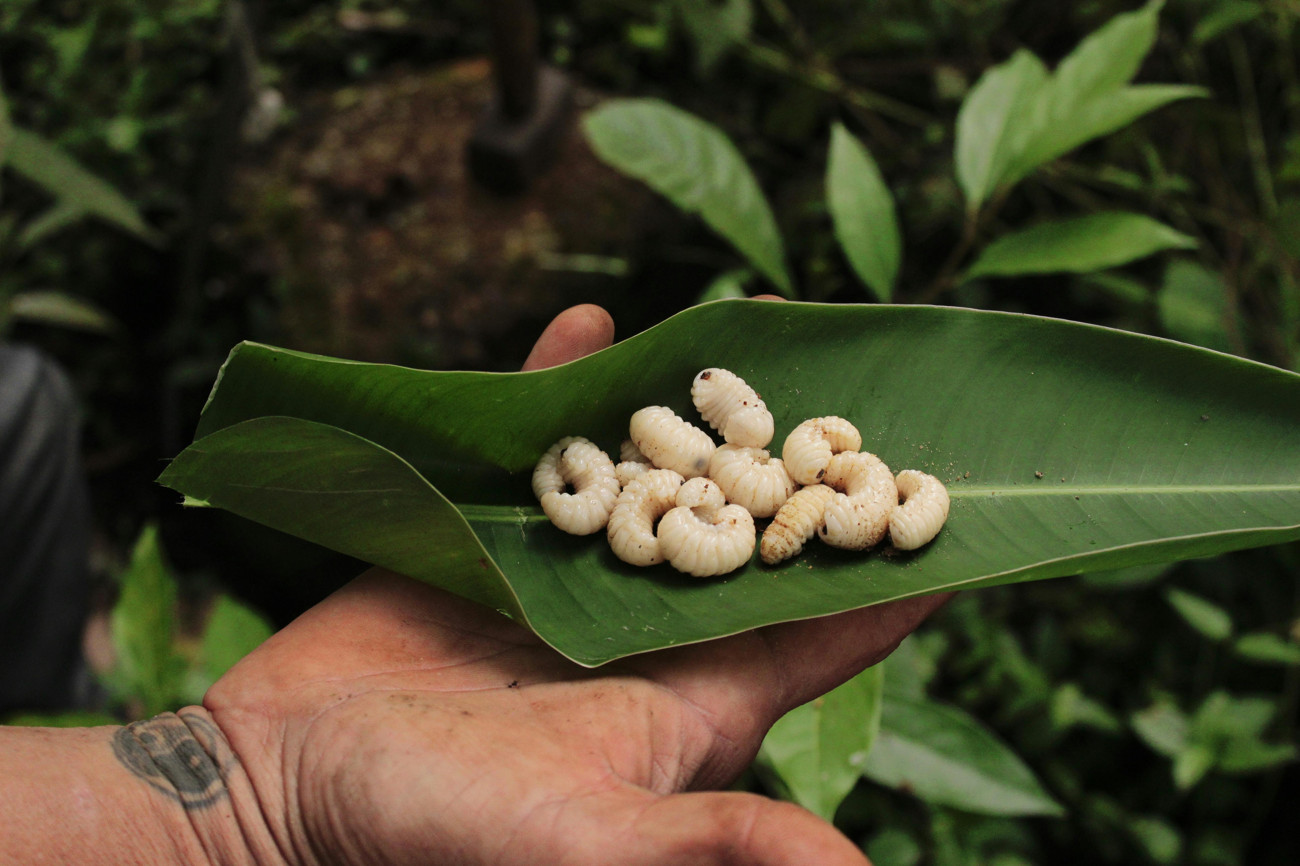 Unexpected Pleasures: Exploring the Allure of Edible Insects