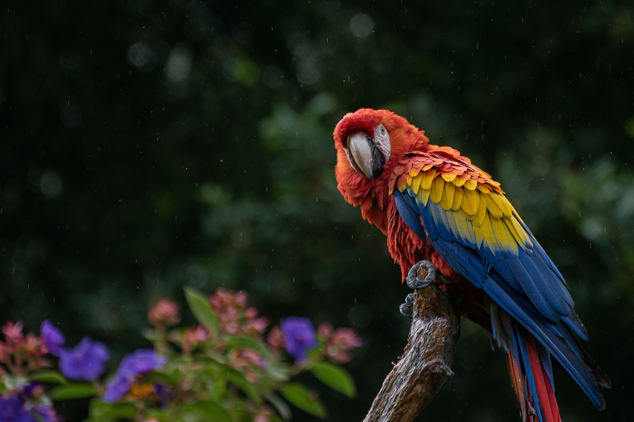 Shaping Futures One Beak at a Time: Parrots as Therapy Animals