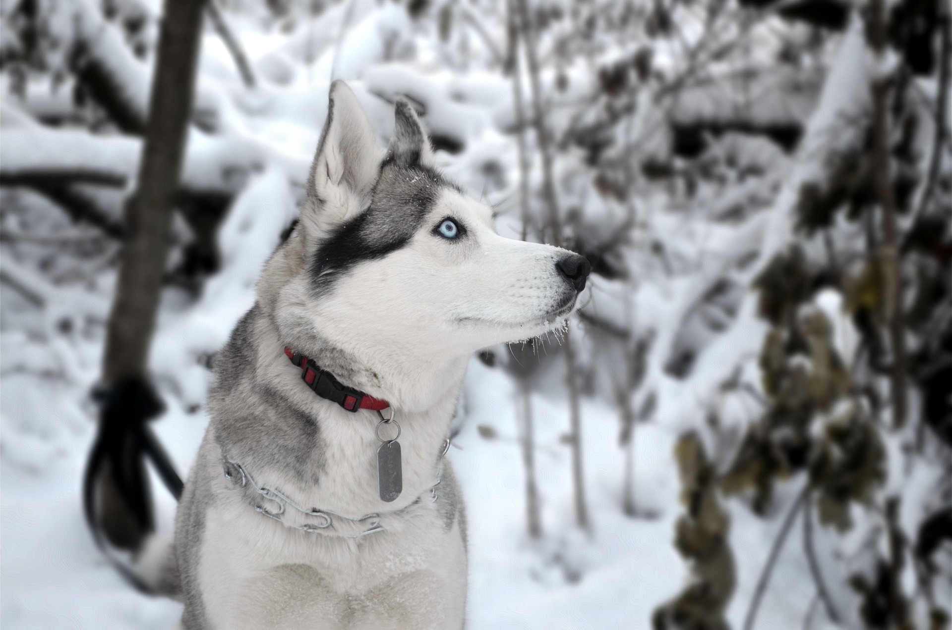 How Climate Change Impacts Pets and How You Can Help
