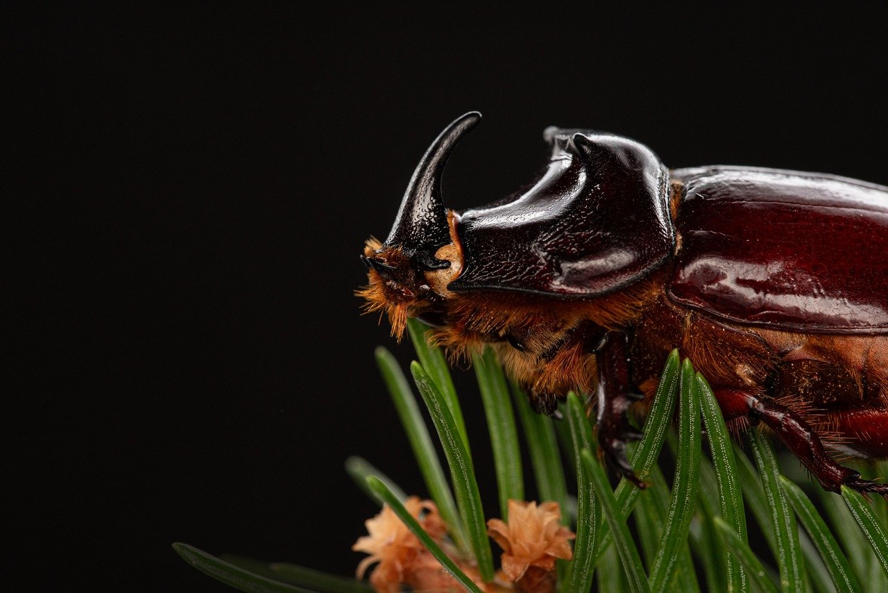 The Intricate World of Insect Pets