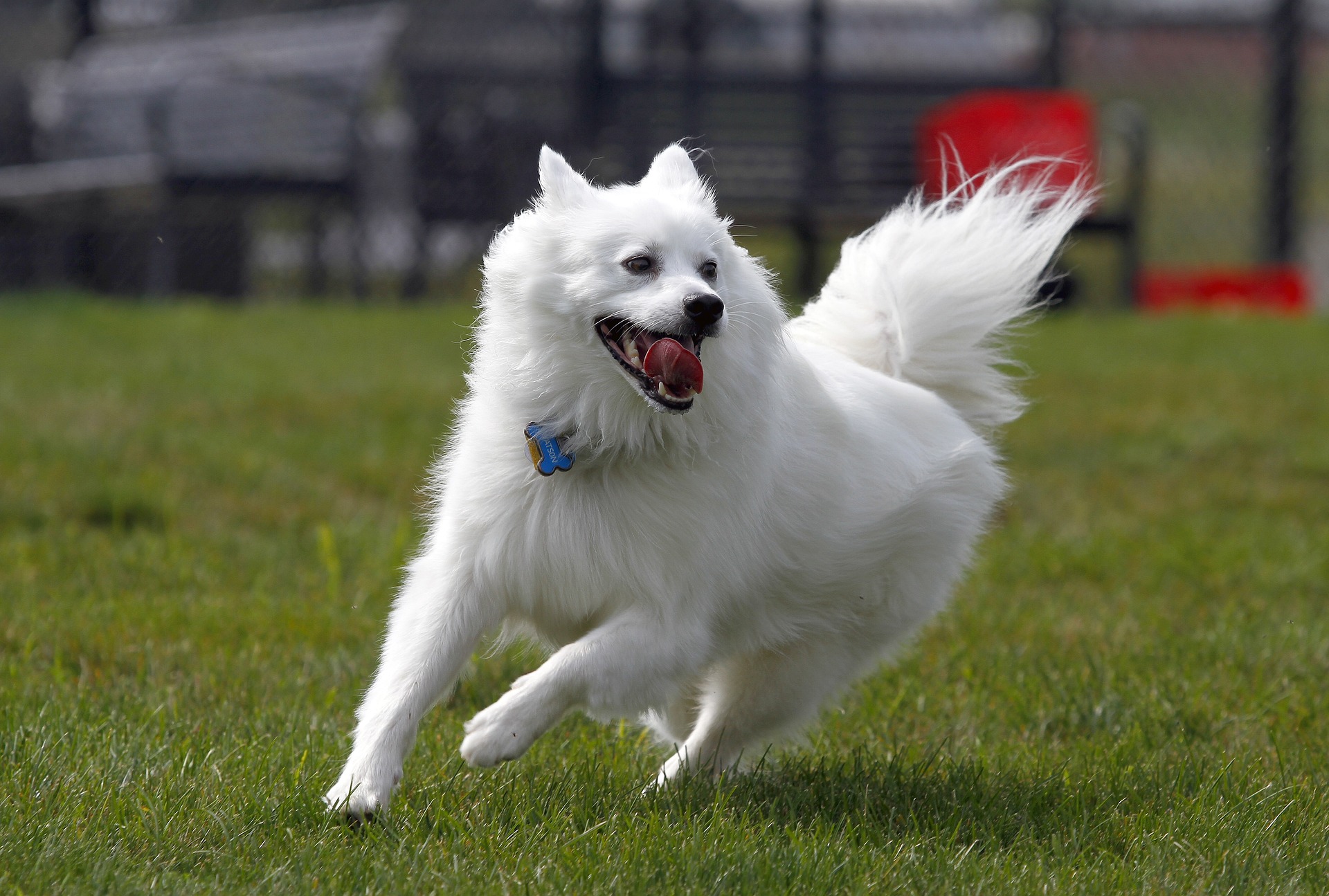 The Remarkable Resurgence of Native American Dog Breeds 