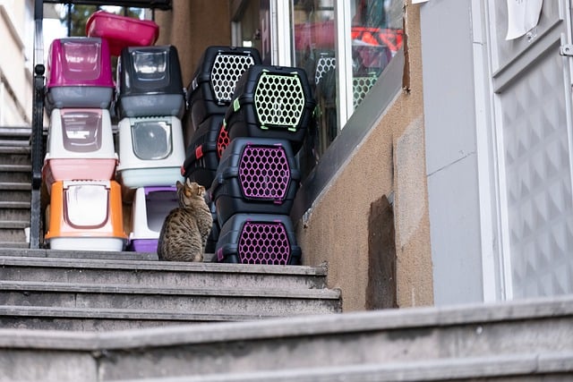 Encuentra lo Mejor para Tus Mascotas en la Tienda Mascotas