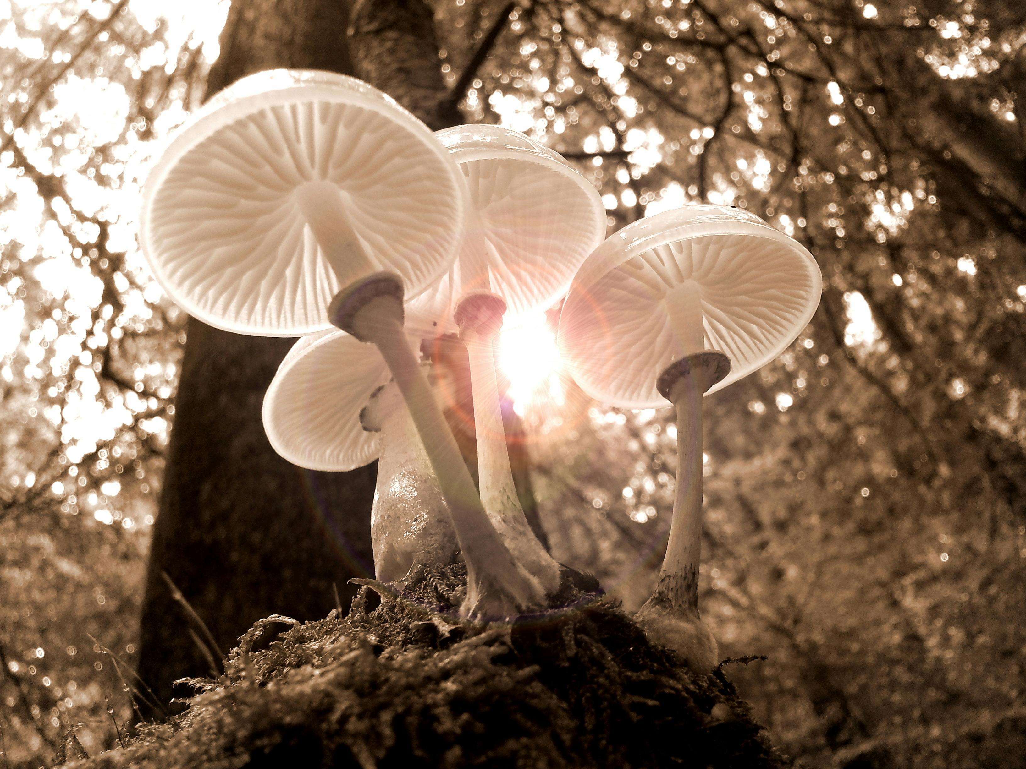 Unraveling the Wellness Potential of Mushrooms: A Deep Dive into Mycotherapy