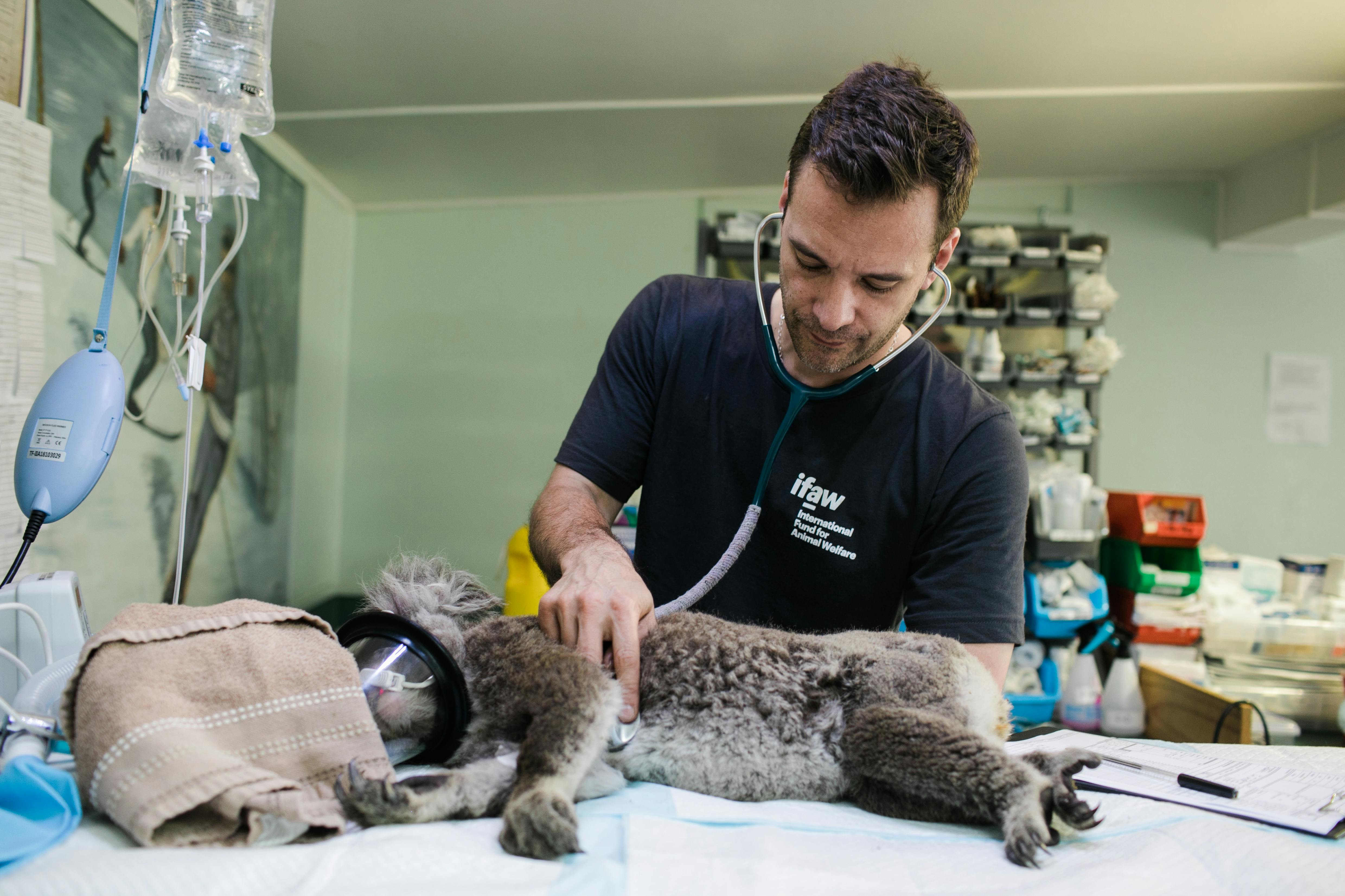 The Intricacies of Marsupial Care: A Comprehensive Guide