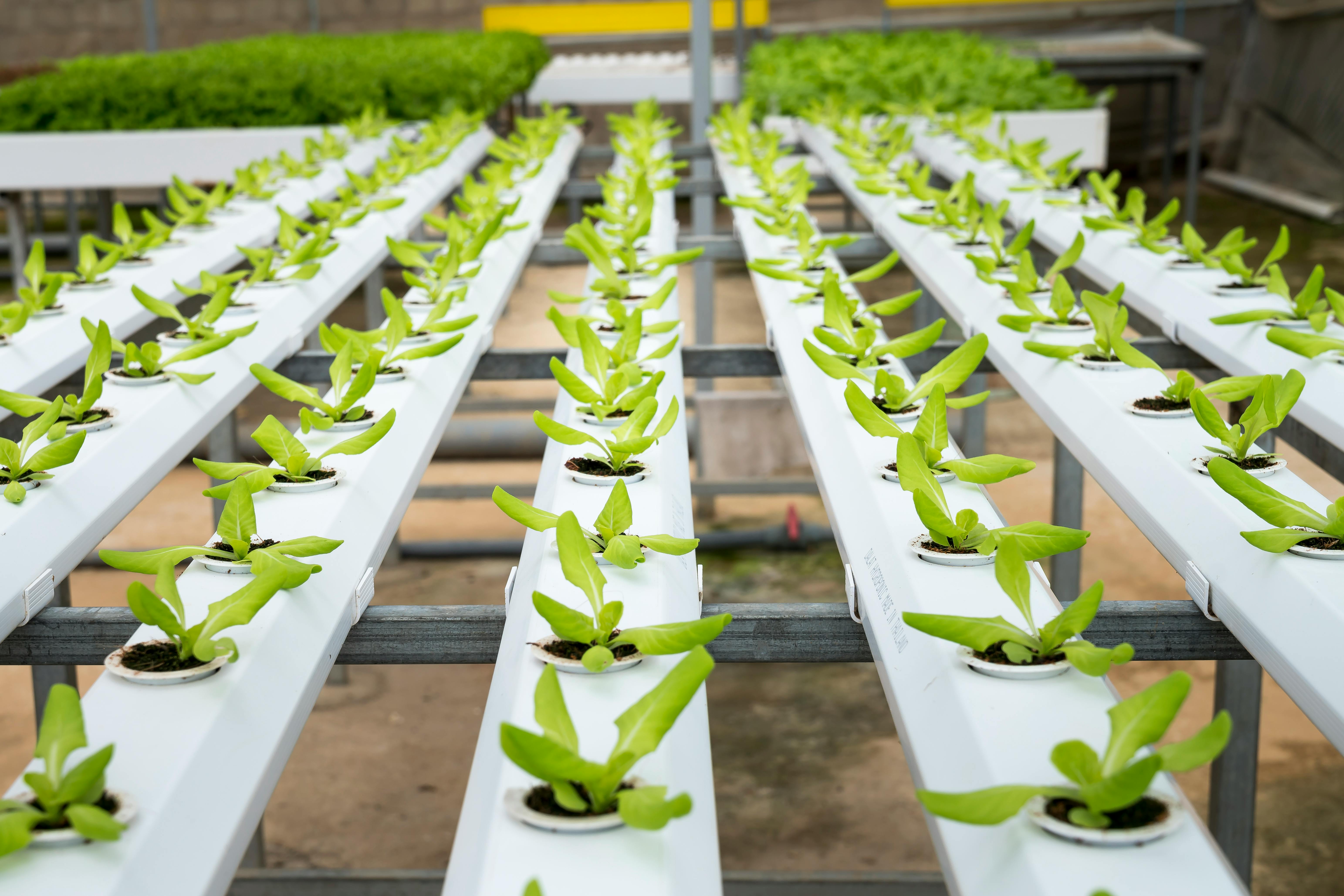 The Intriguing Shift Towards Urban Farming in Modern Society