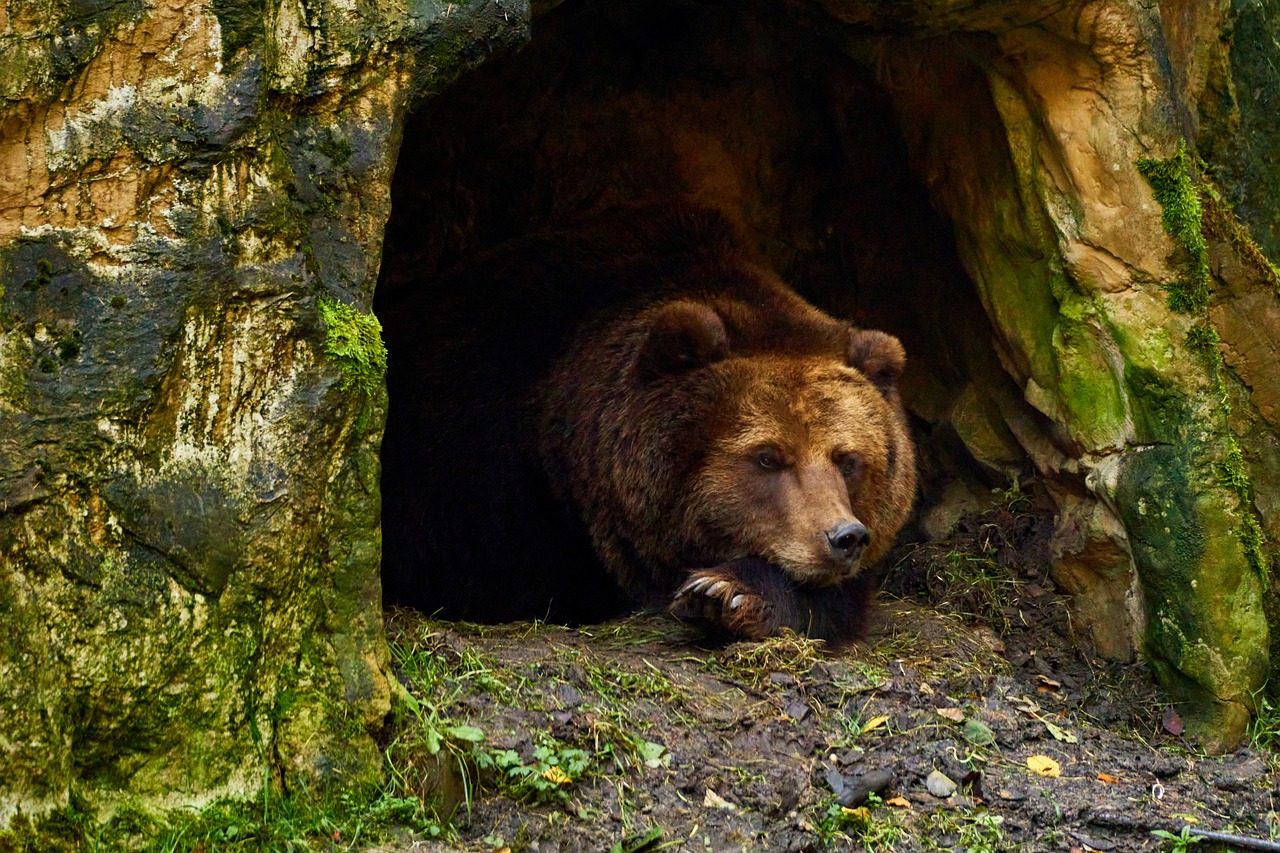 The Intriguing World of Animal Hibernation: A Comprehensive Look into Nature's Time Travel