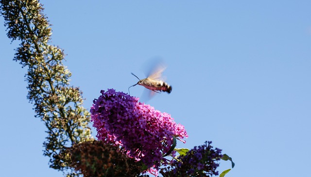 Native plant selection to support local pollinators