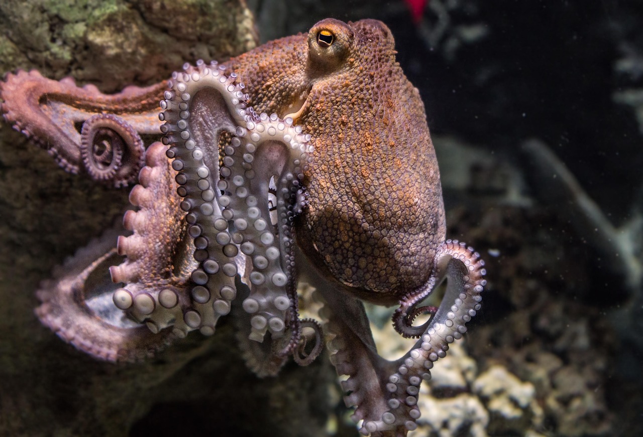 Understanding the Remarkable Intelligence of Octopuses: A Deep Dive into Marine Life Genius
