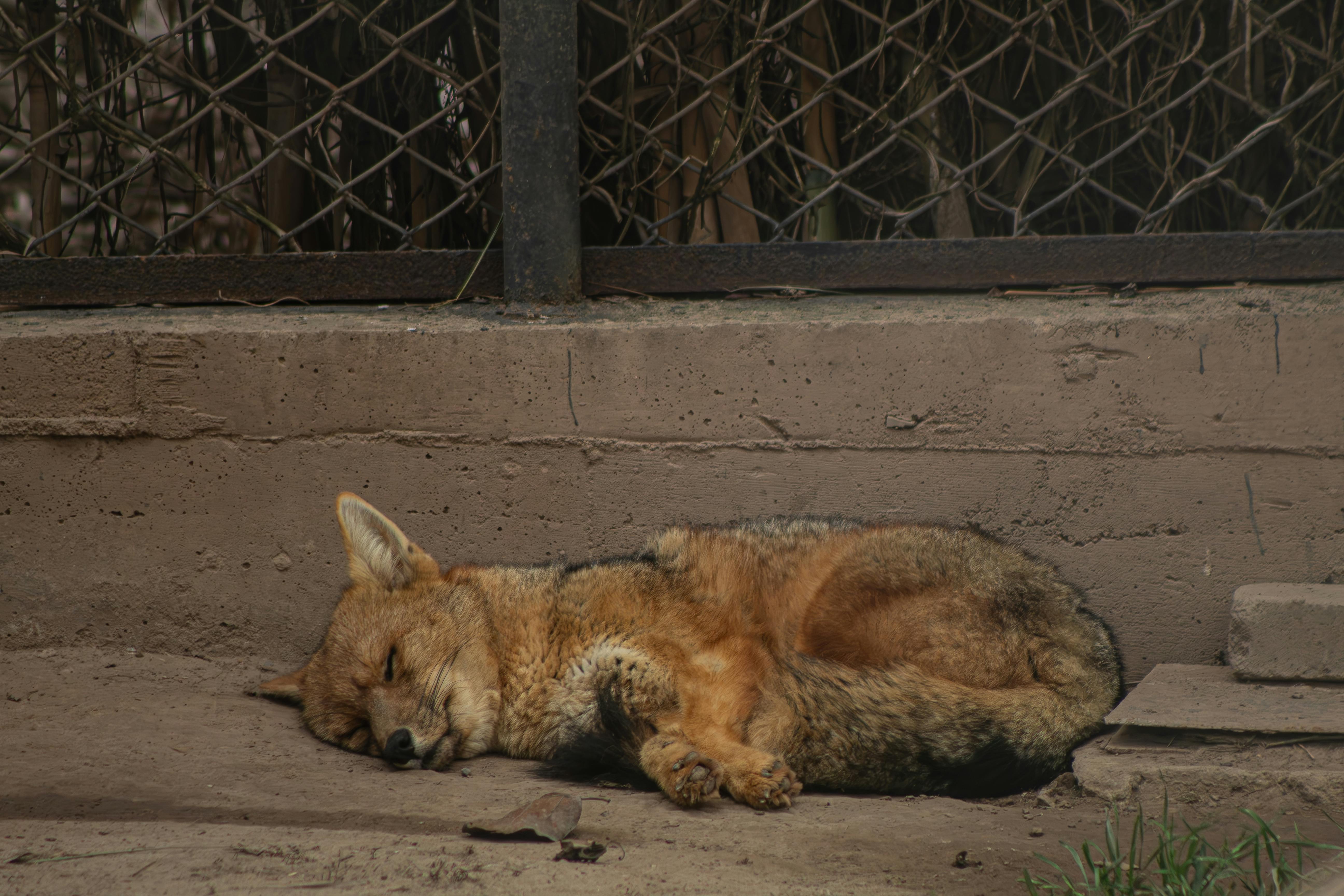 "Decoding the Secret Lives of Urban Foxes: A New Perspective on Wildlife in Our Cities"