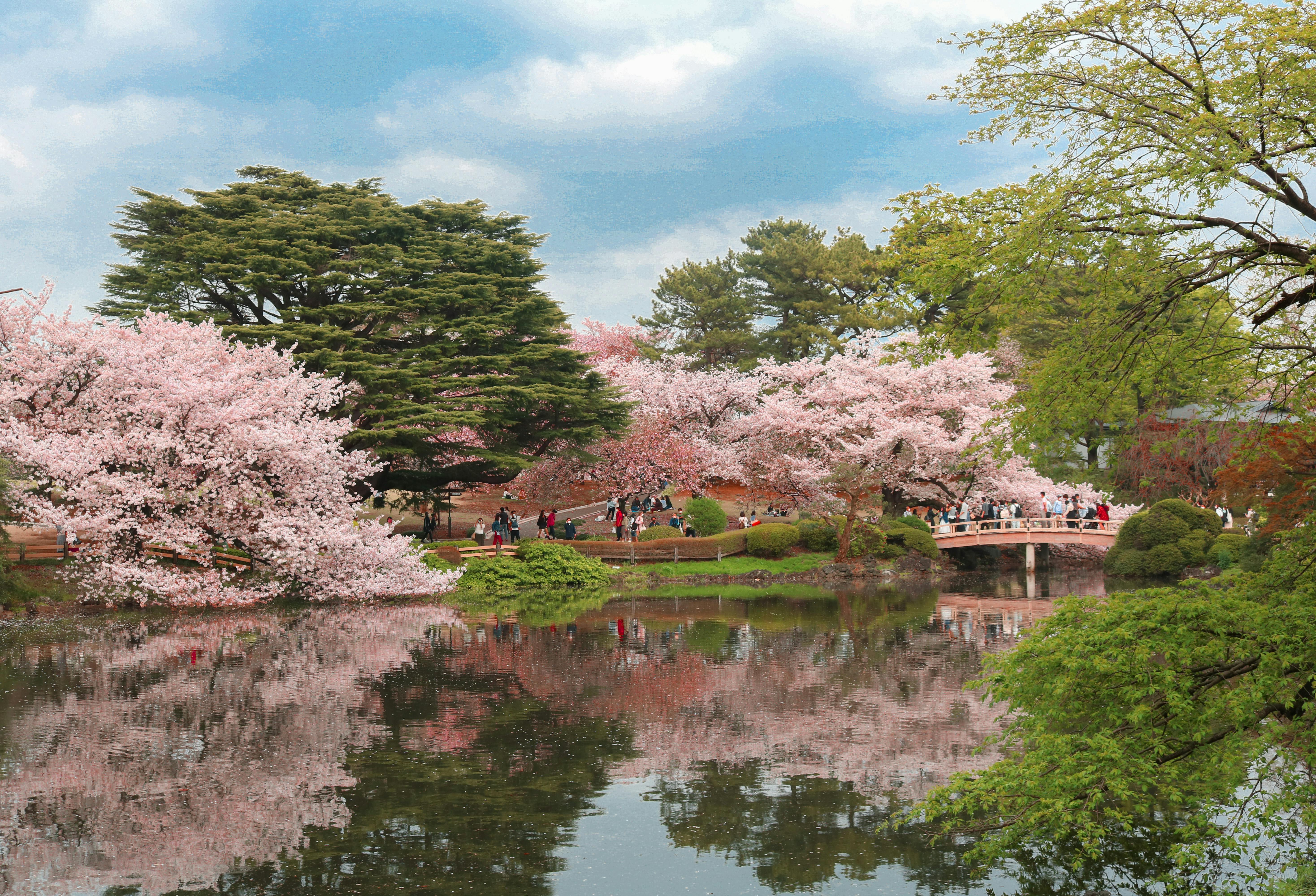 Discovering the Health Potential of Shinrin-Yoku: An Ancient Practice in a Modern World