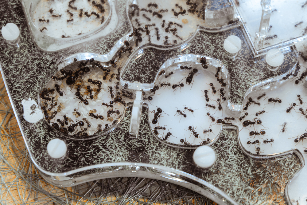 Unveiling the Truth About Ant Farms: A Fascinating Hobby for All Ages