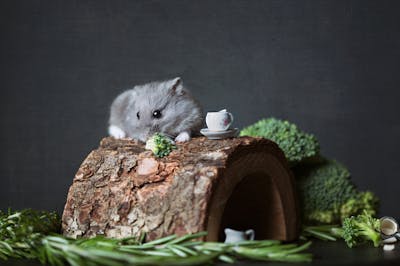 The Delightful World of Dwarf Hamsters: A Comprehensive Guide