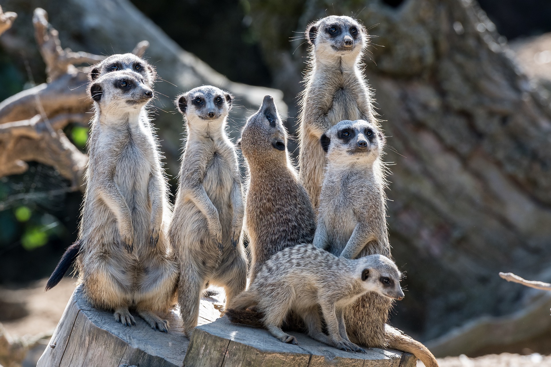The Role of Zoos in Conservation
