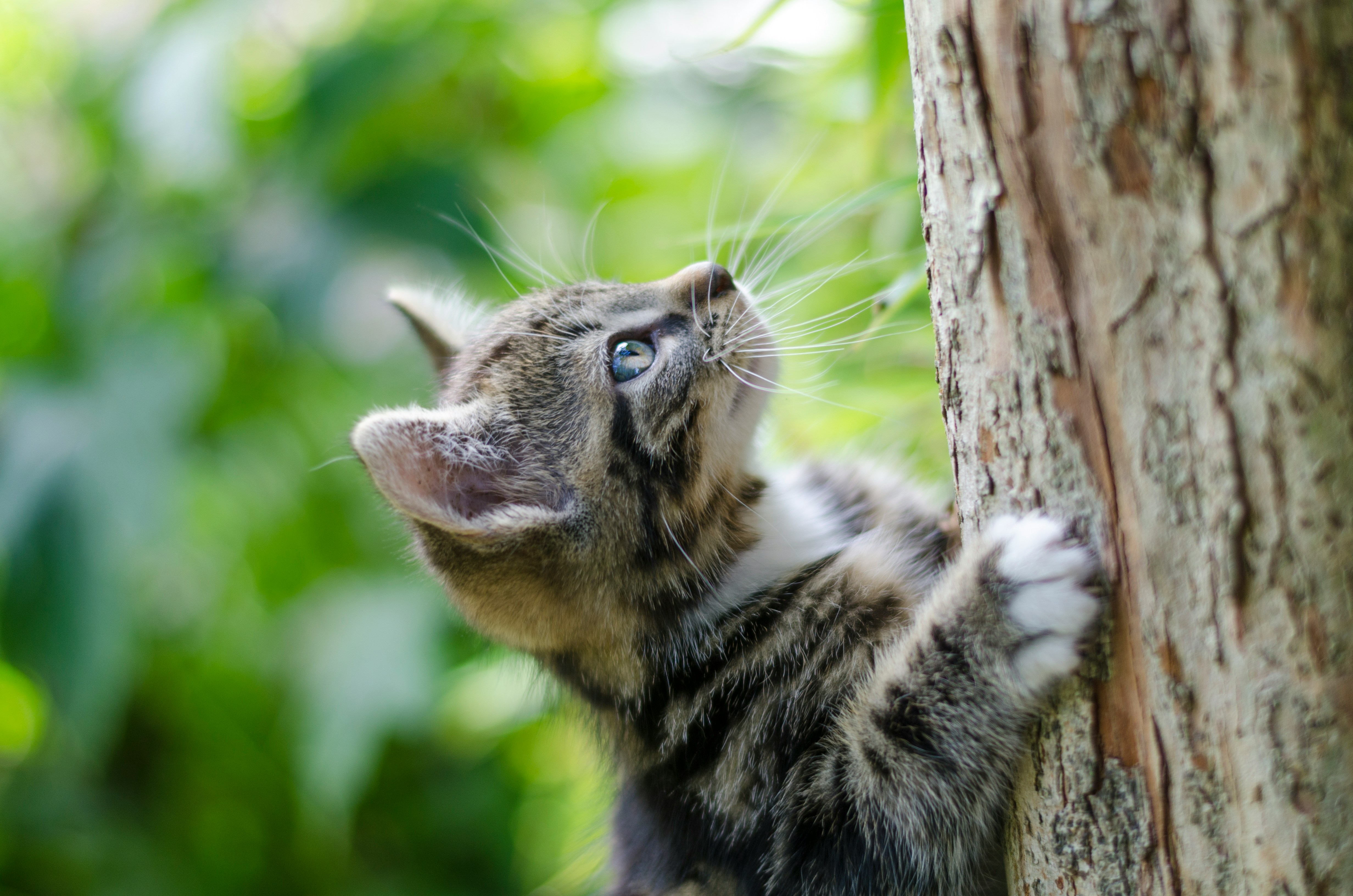 How Modern Technology is Reshaping Pet Health Monitoring  