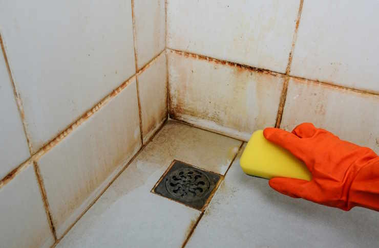 Effective Ways to Remove Black Mold Safely