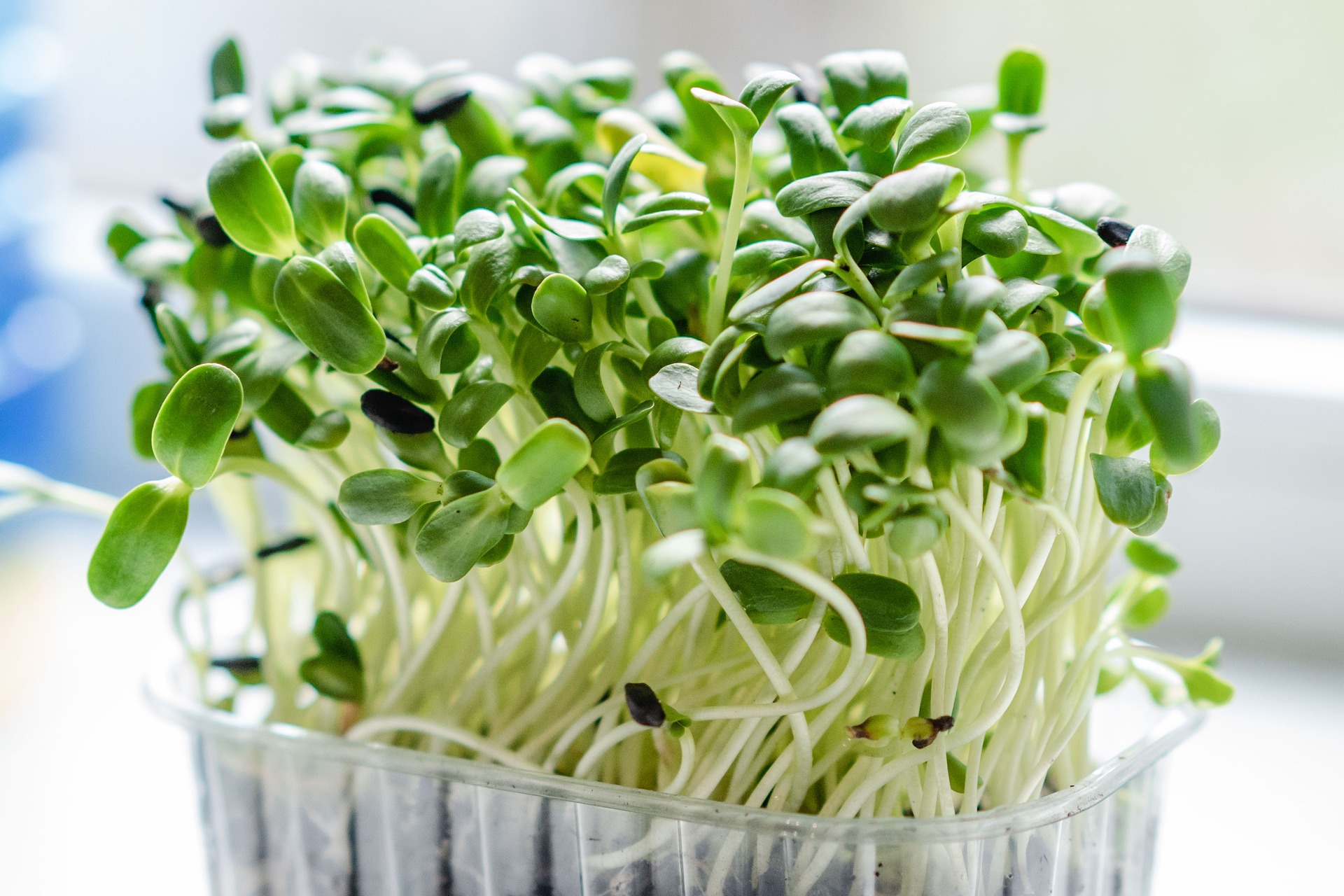Embracing the Microgreens Trend: Grow Health in Your Kitchen
