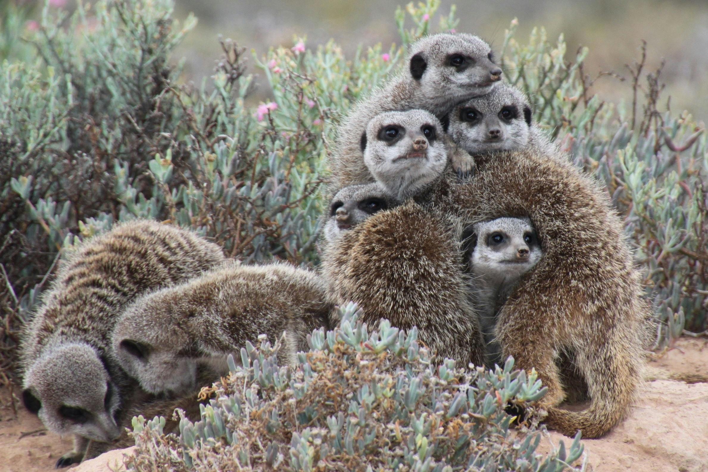 Demystifying the Social Dynamics of Meerkat Colonies