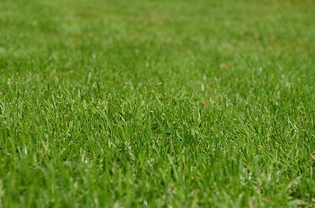 Cuidado de Jardines con Trugreen: Tu Aliado Ideal