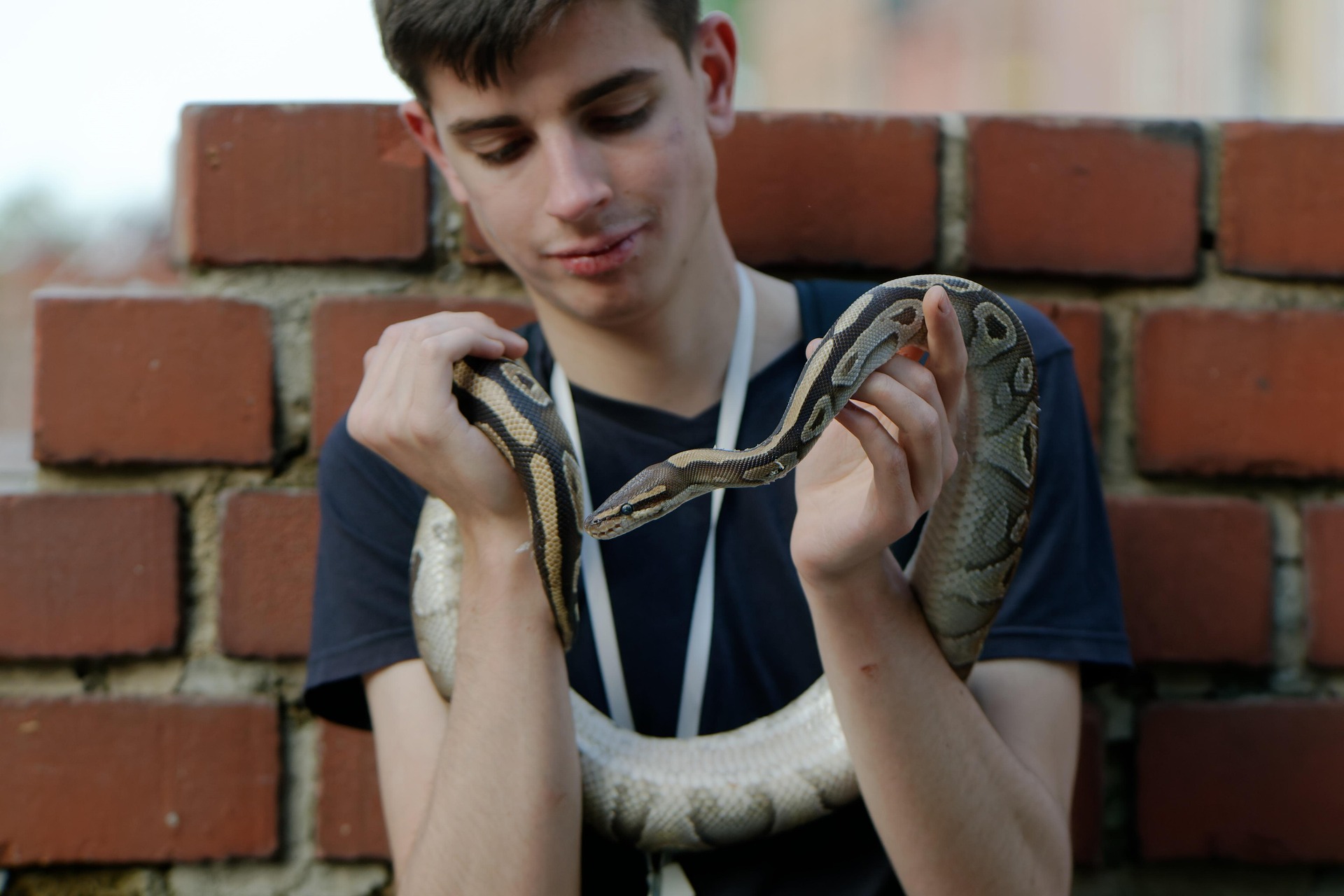 Of Scales and Love: The Rise and Popularity of Pet Reptiles