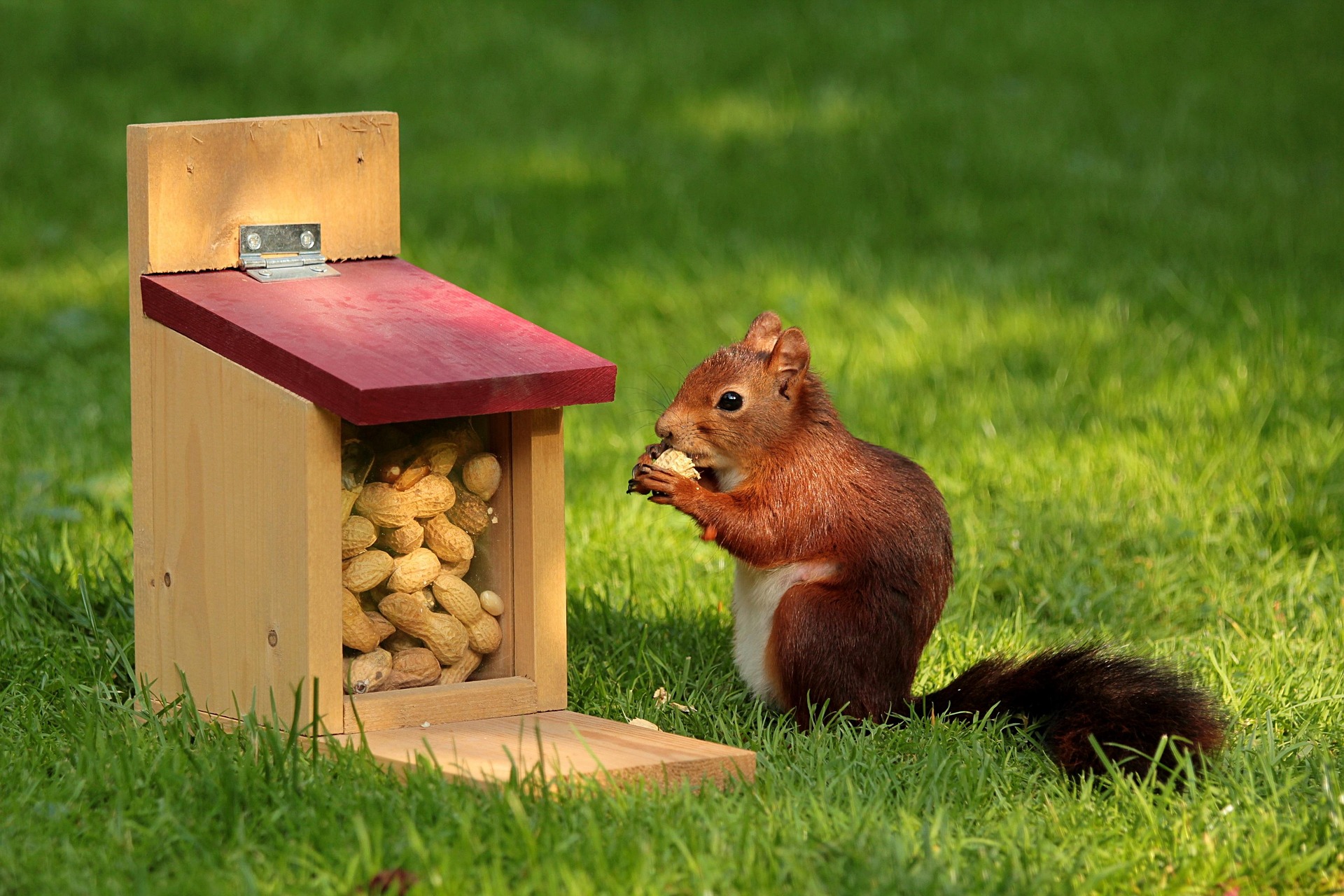 From Pests to Partners: The Unusual Friendship Between Humans and Squirrels