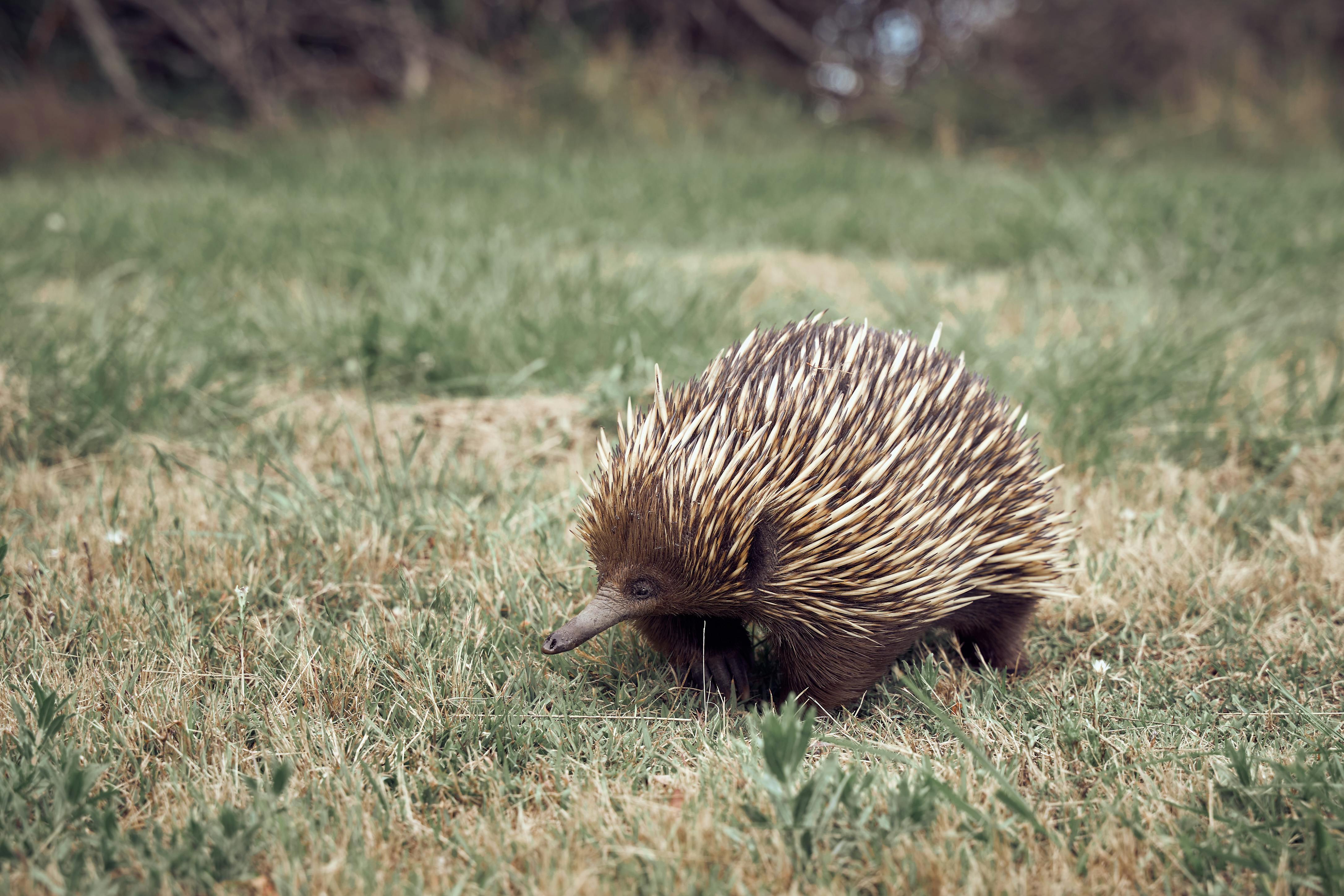 Enigmatic Echidnas: Unveiling the Secrets of One of Earth's Oldest Mammals