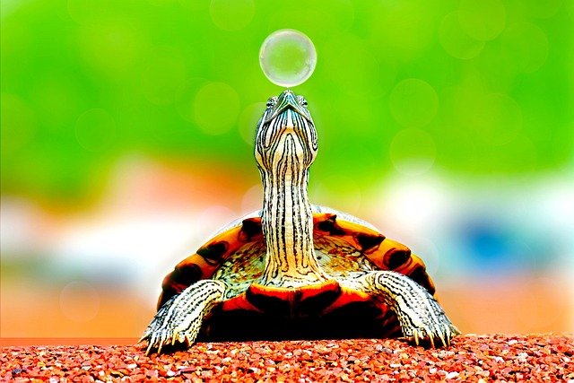 O Fascinante Mundo das Tartarugas-de-Orelha-Vermelha