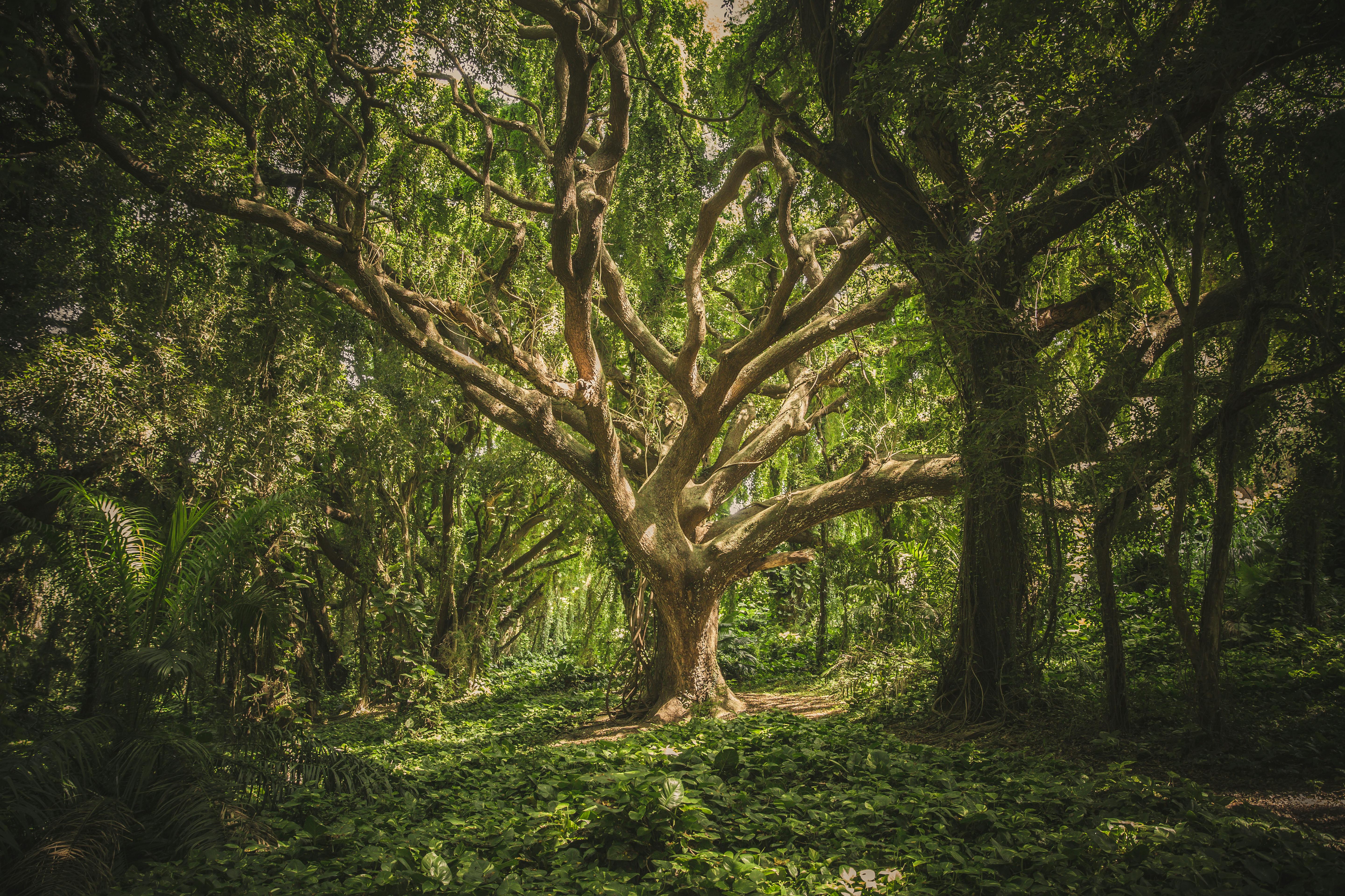 Understanding the Health Benefits of Forest Bathing: A Guided Journey into Nature's Wellness