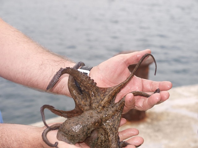 Unveiling the Enigmatic Lives of Octopuses: The Pet of the Future?
