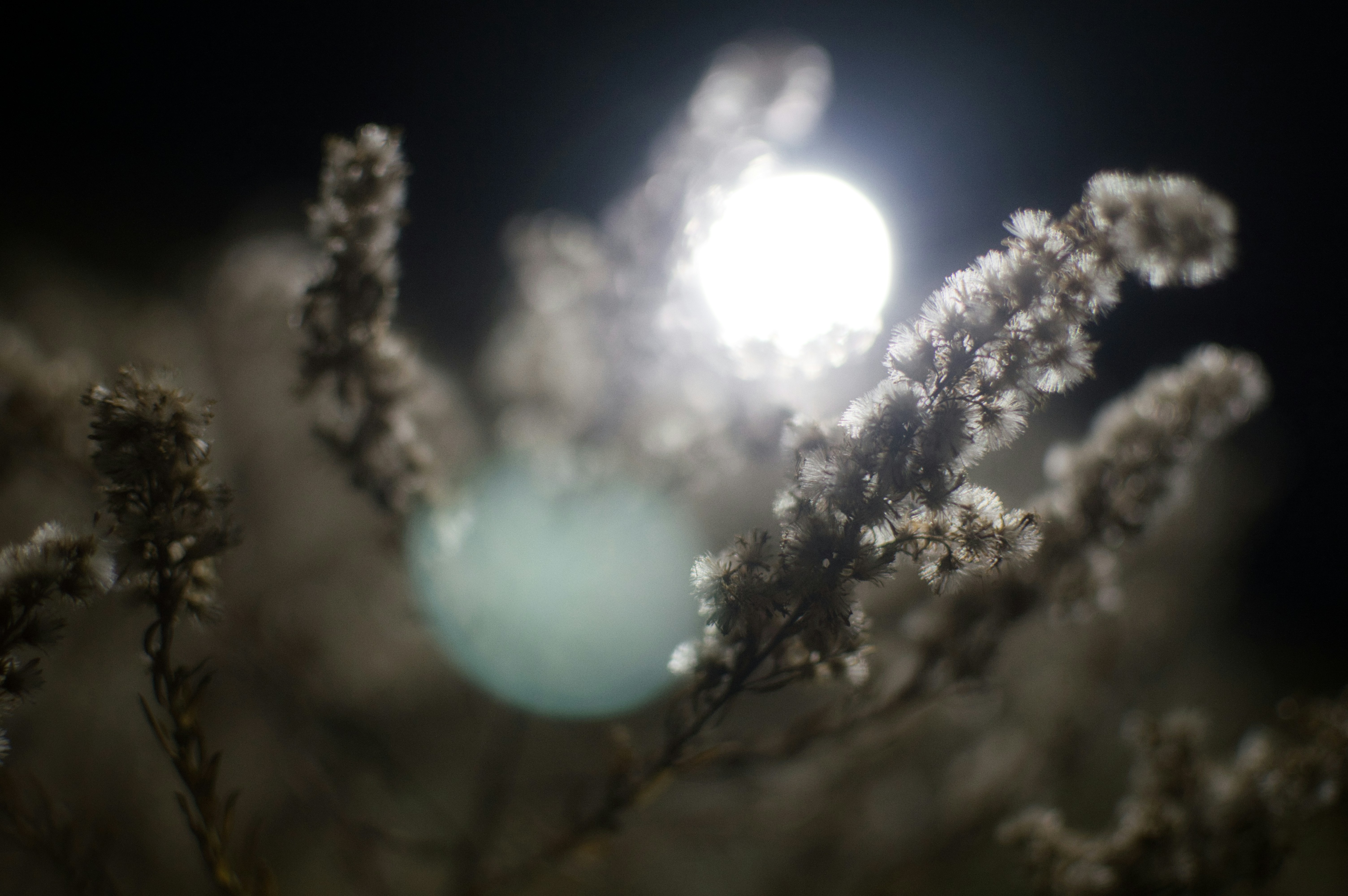 Unveiling the Magic of Moon Gardens: Night-time Landscaping Revolutionized