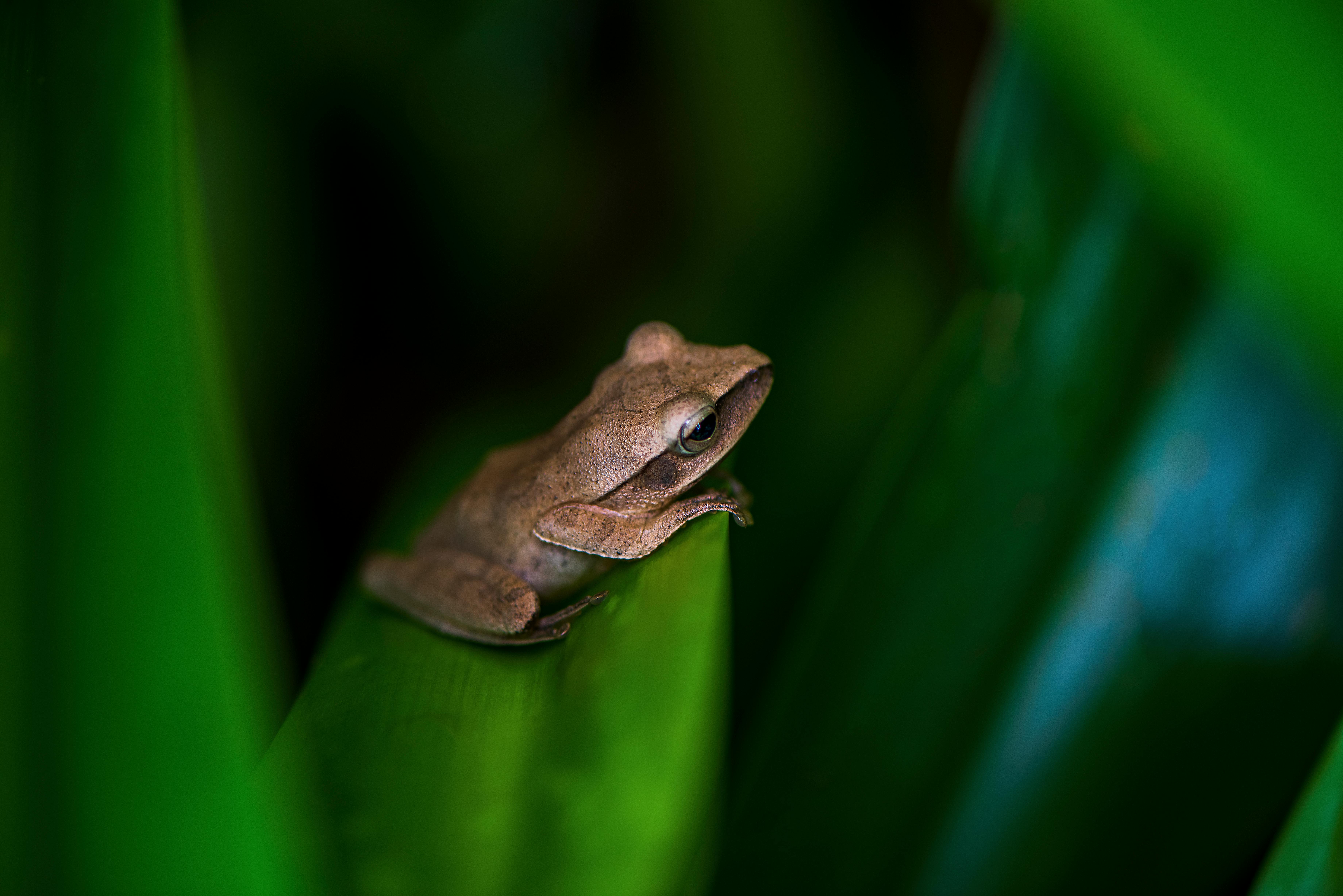 Unveiling the World of Amphibian Pets: A Comprehensive Guide to Keeping Frogs and Salamanders