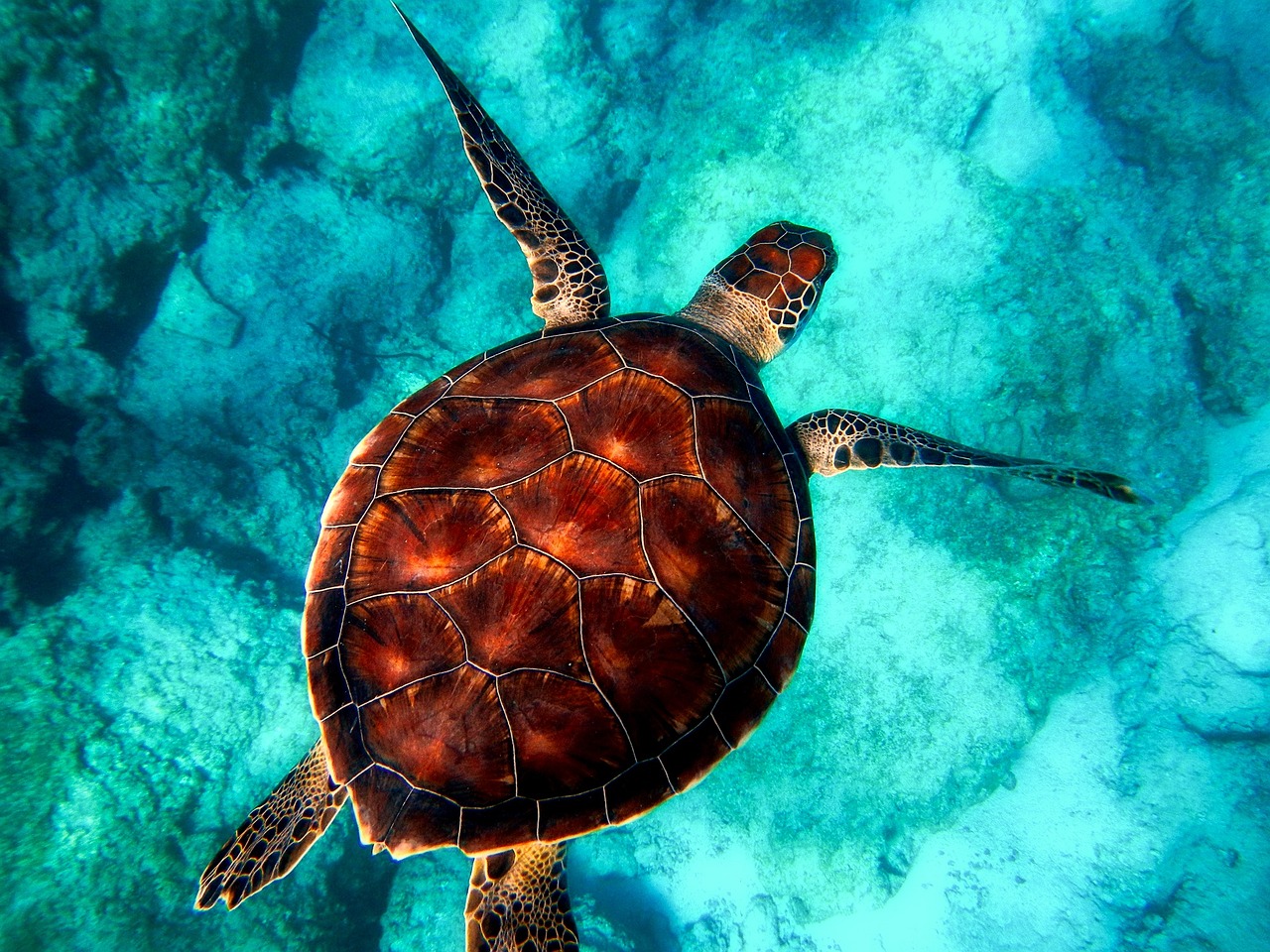 A Deeper Dive into the World of Aquatic Turtles