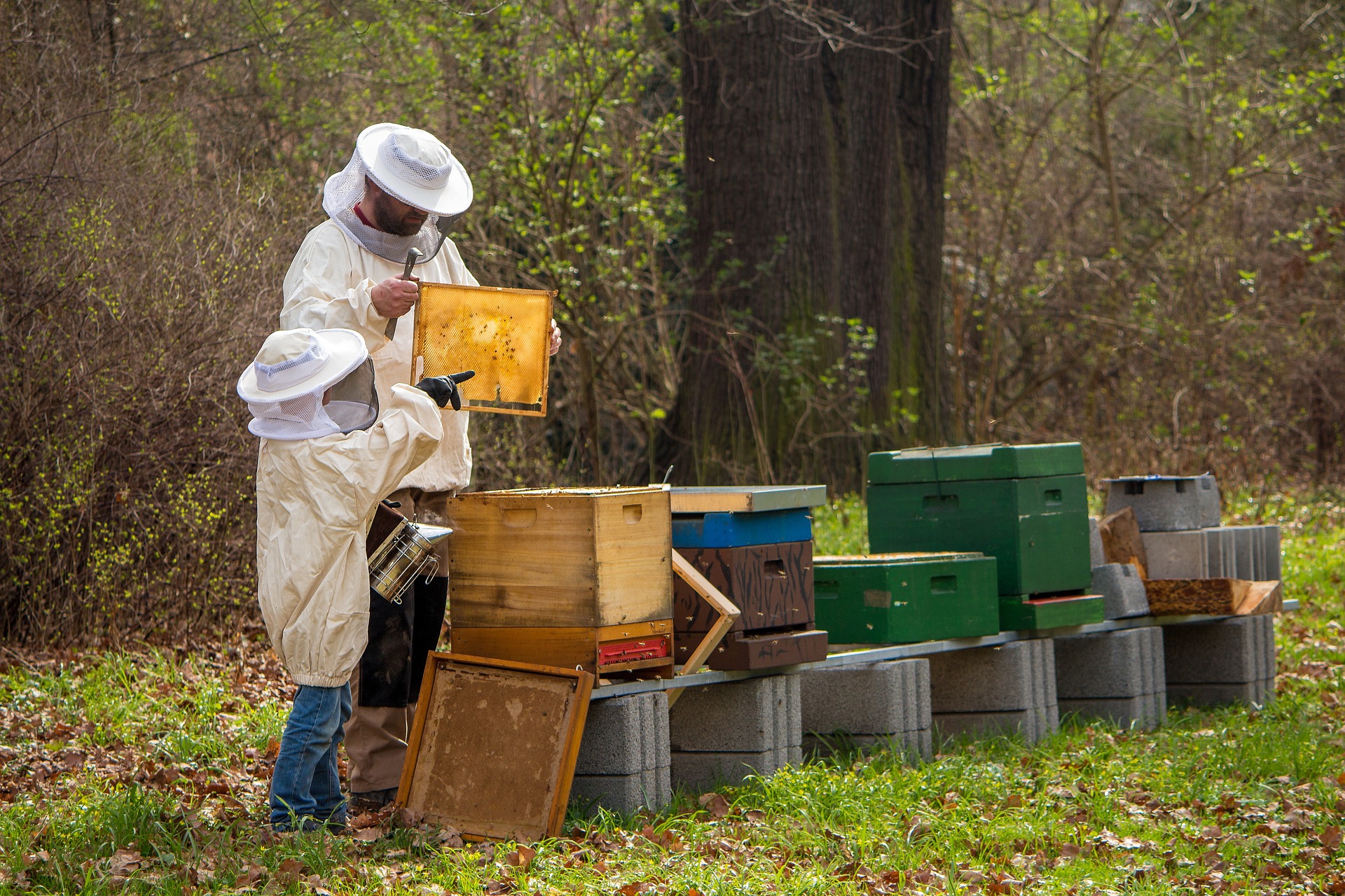 Discovering the Benefits of Urban Beekeeping for Pets