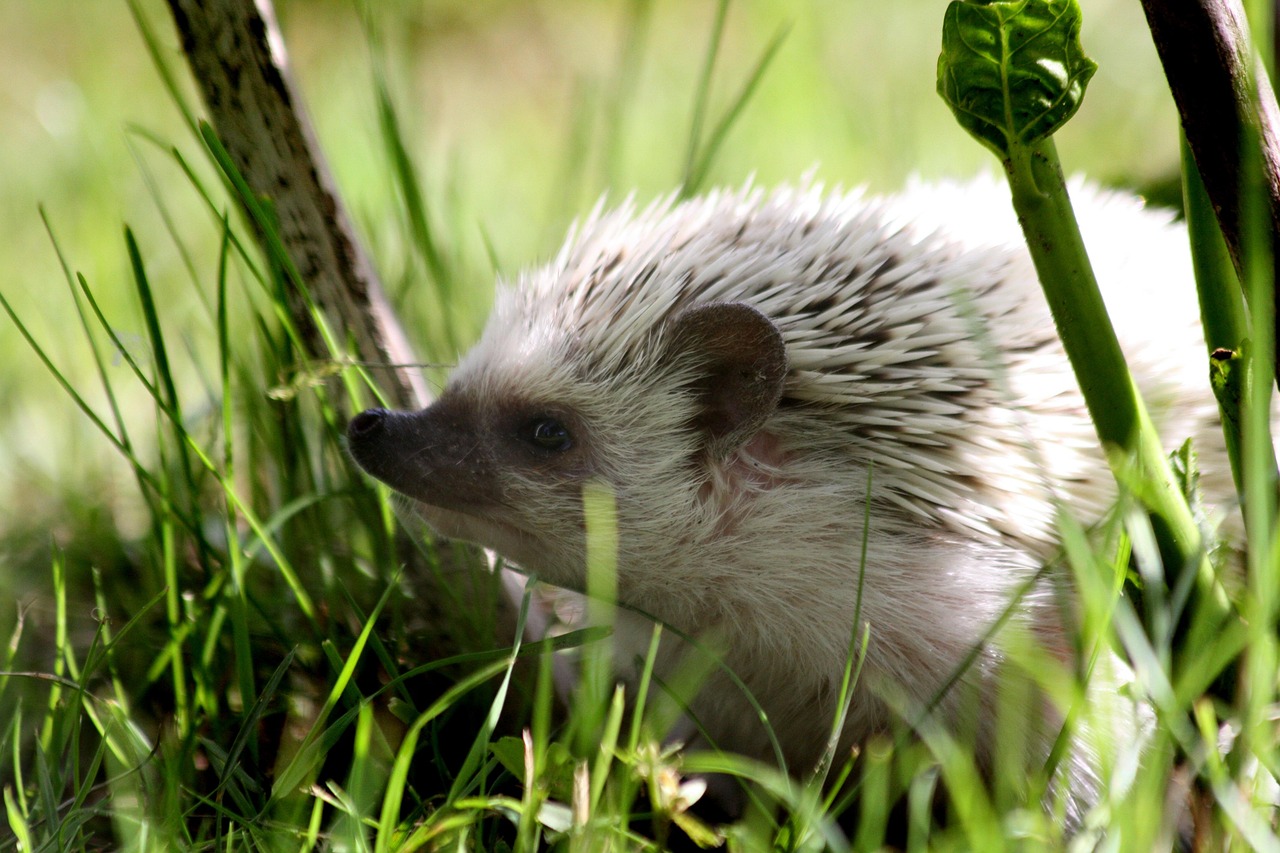 The Intriguing World of Hedgehogs as Pets: A Comprehensive Guide