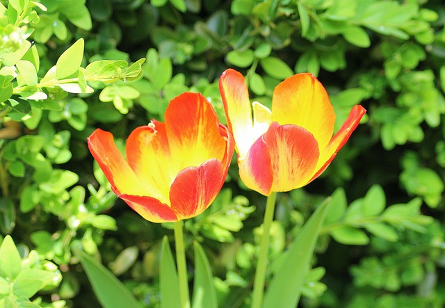 Navigating Menopause Relief: Your Guide to Comfort and Calm