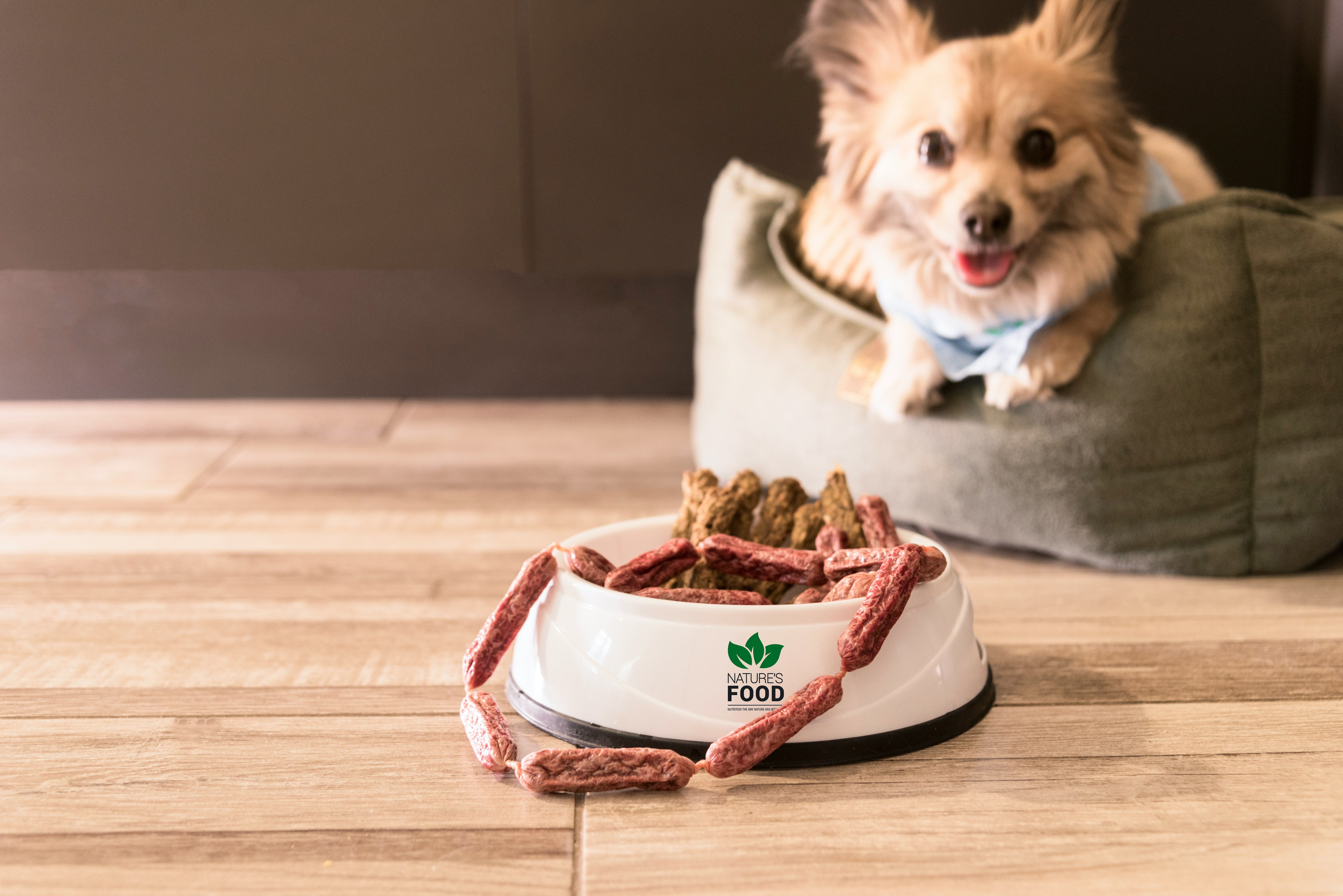 Shaping Modern Society: The Emergence and Influence of Pet Influencers