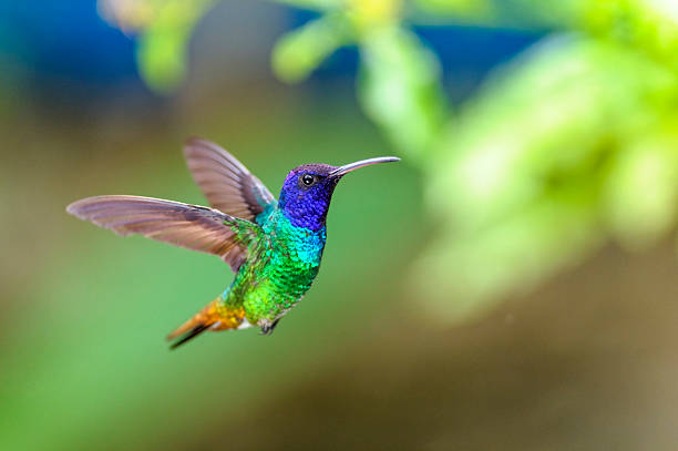 The Remarkable Rehabilitation and Recovery of Rescued Exotic Birds