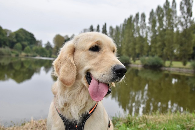 La Importancia de los Animales de Apoyo y Perros de Servicio