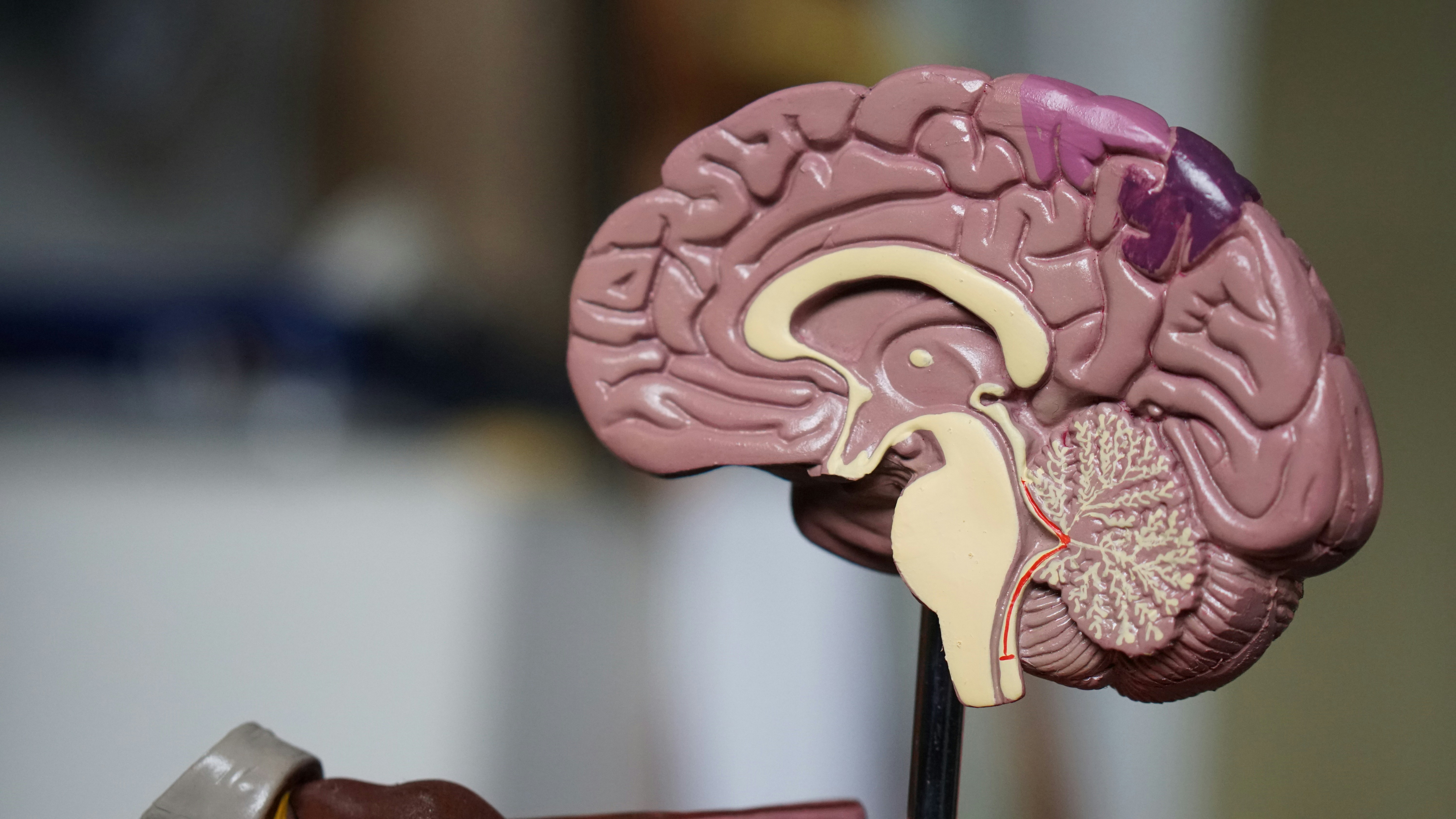 The Science of Emotional Health and Its Connection to Physical Well-being