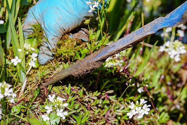 Judul: Terapi Hortikultura: Merawat Jiwa Melalui Taman Penyembuhan
