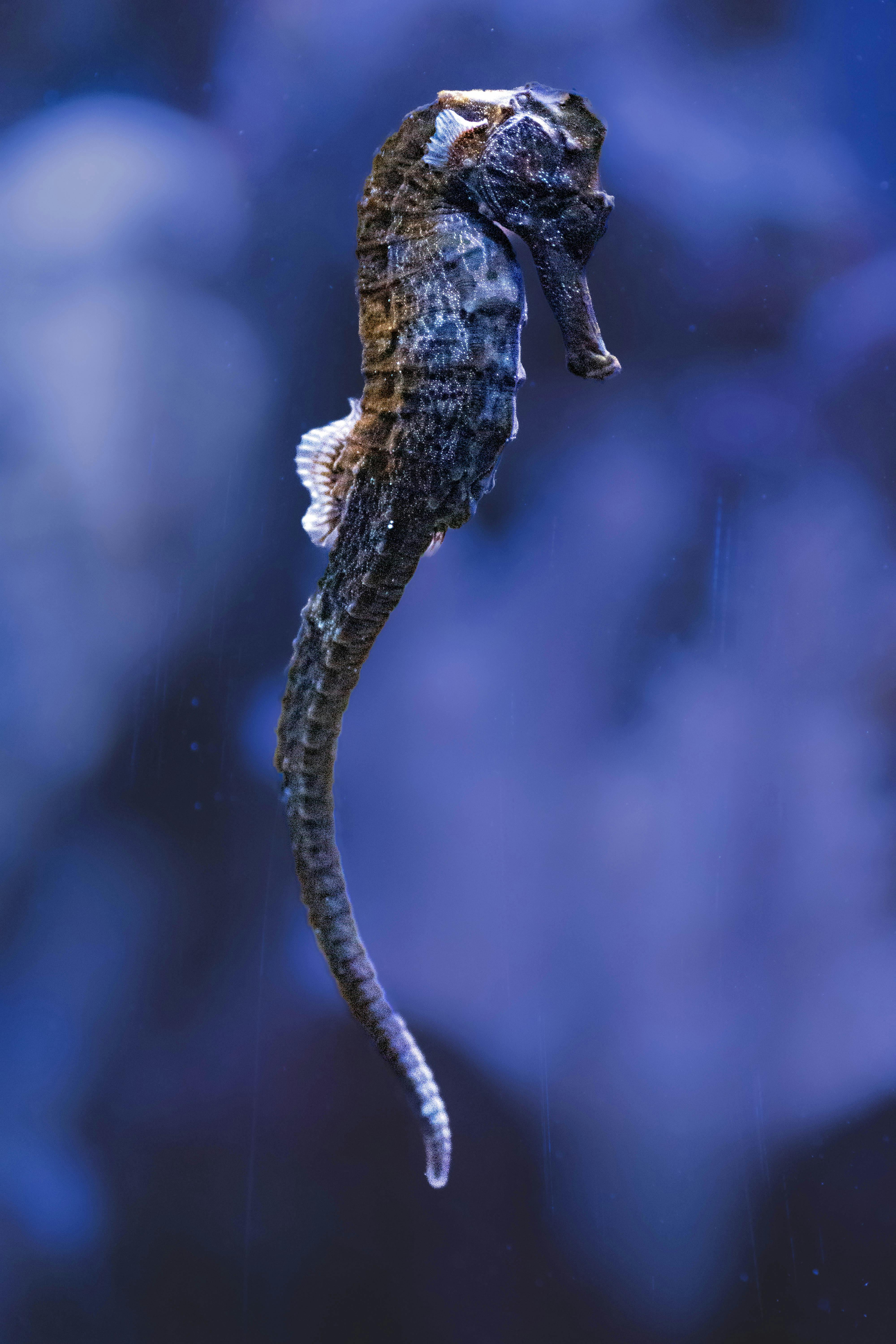 Unraveling the Secrets of the Noble Seahorse