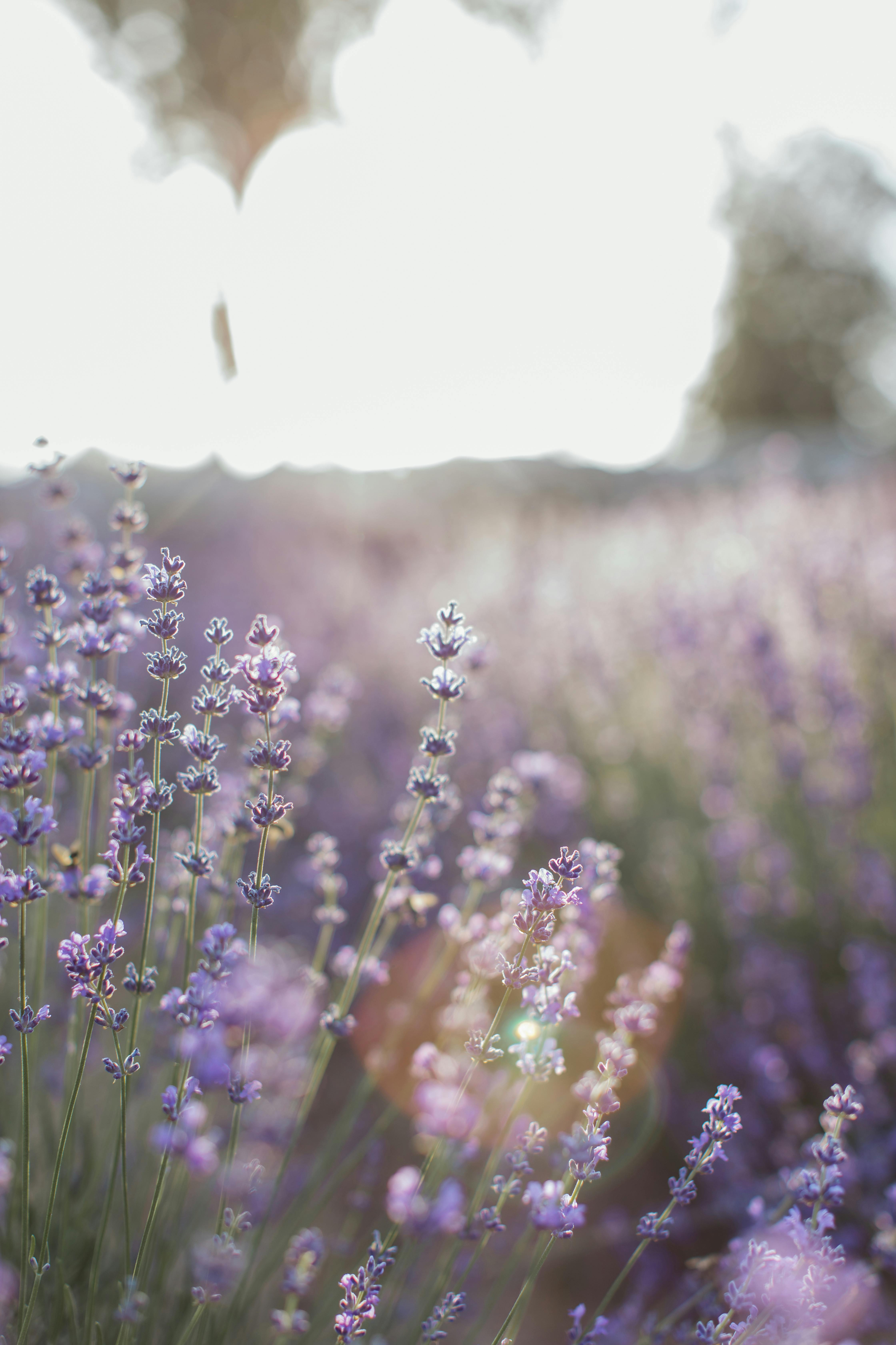 Discovering the Aromatic World of Herbal Infusions
