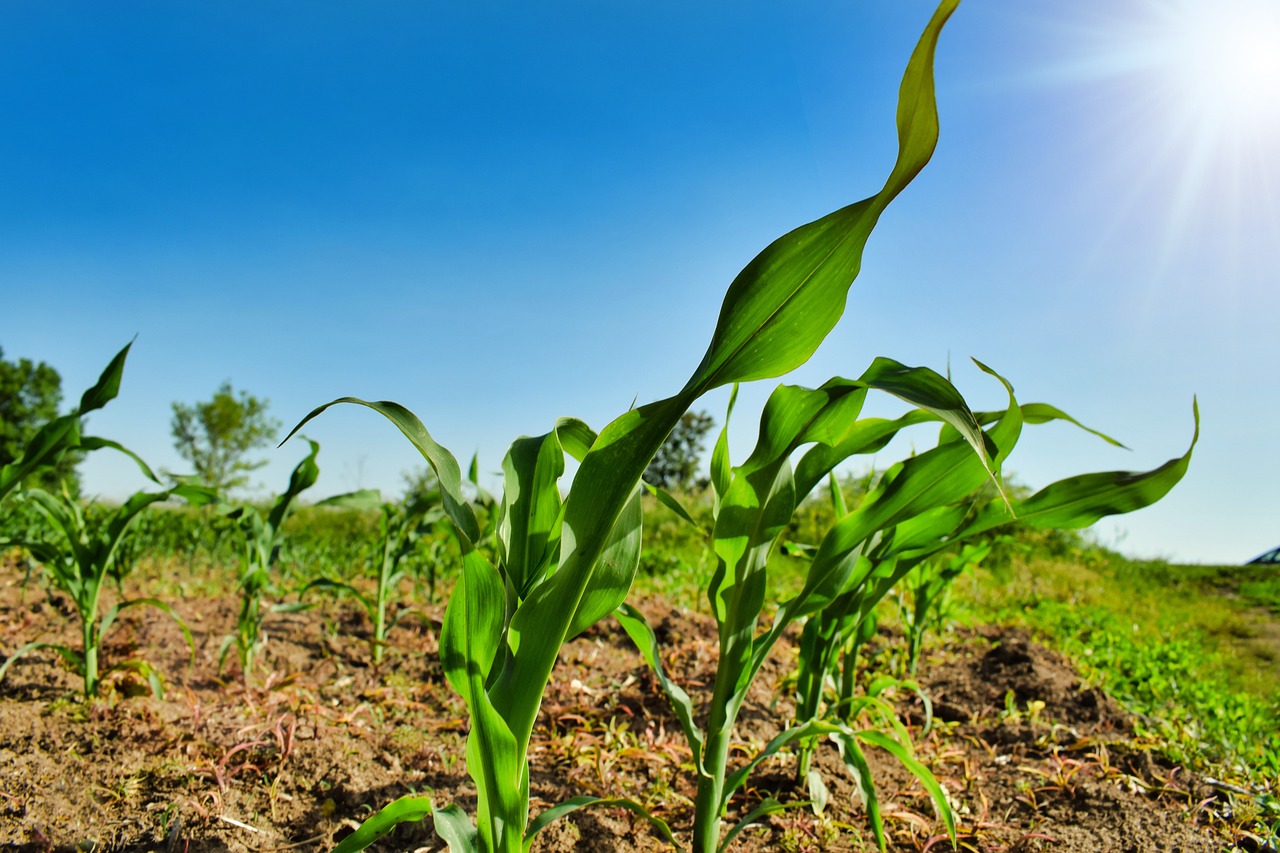 A Closer Look at Urban Farming: Its Emergence and Societal Influence